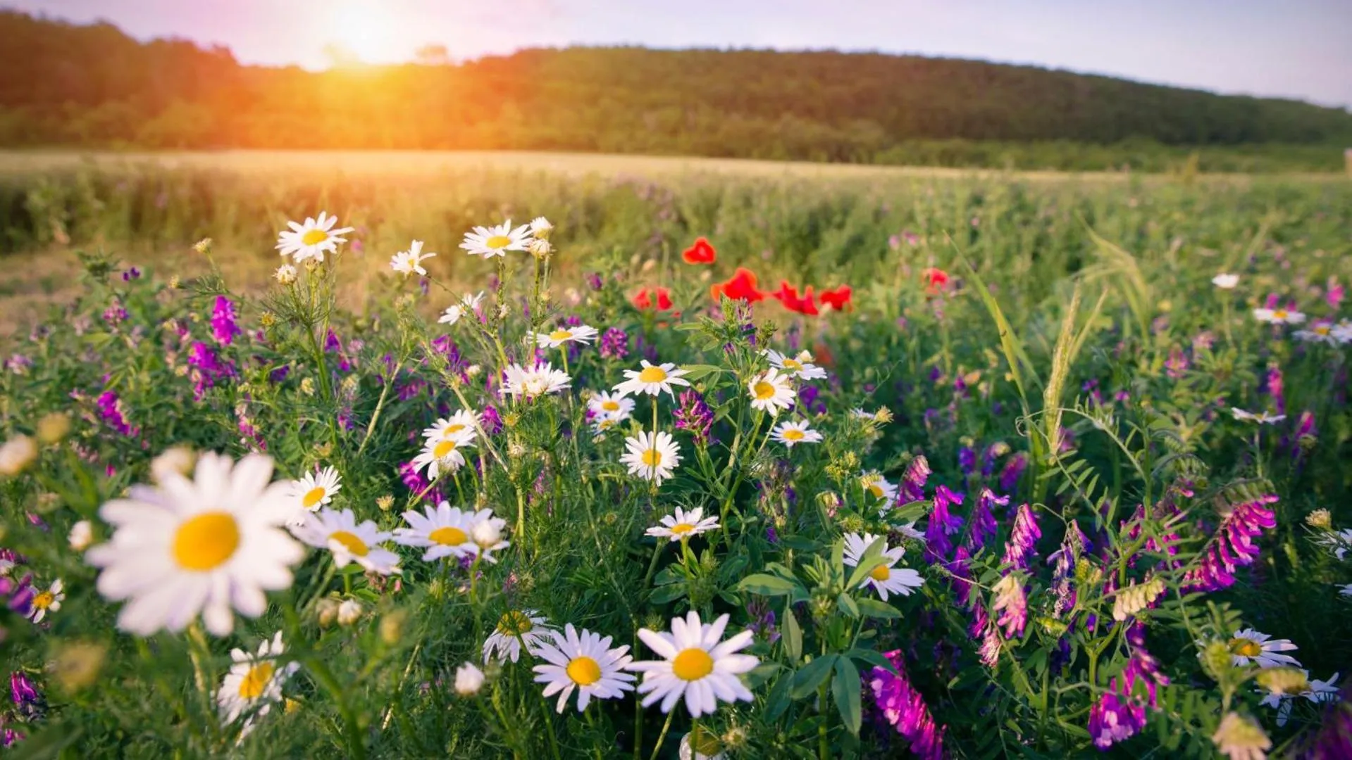 Day in Hotel Hermitage