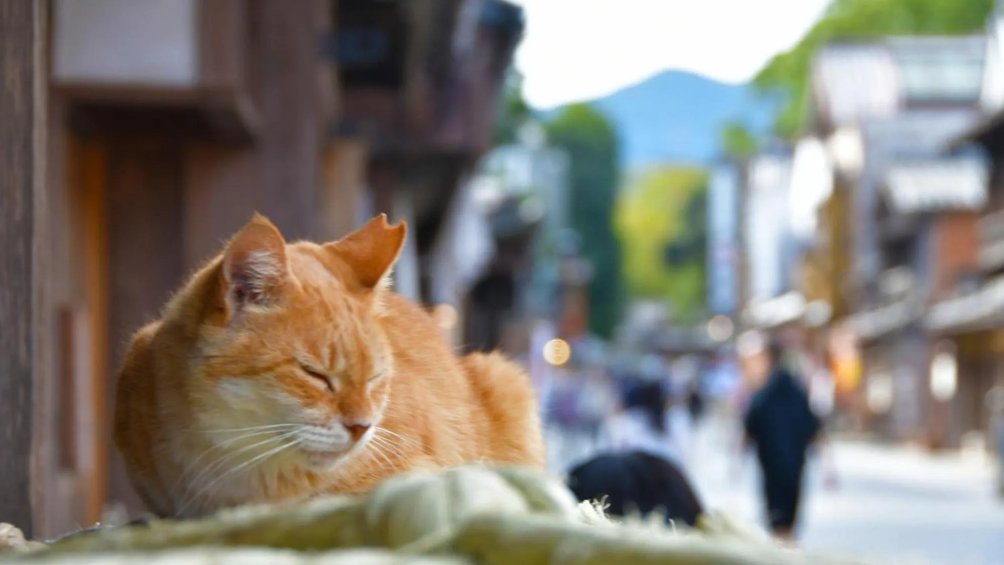 Nearby landmark in Toyoko Inn Tsu eki Nishi guchi