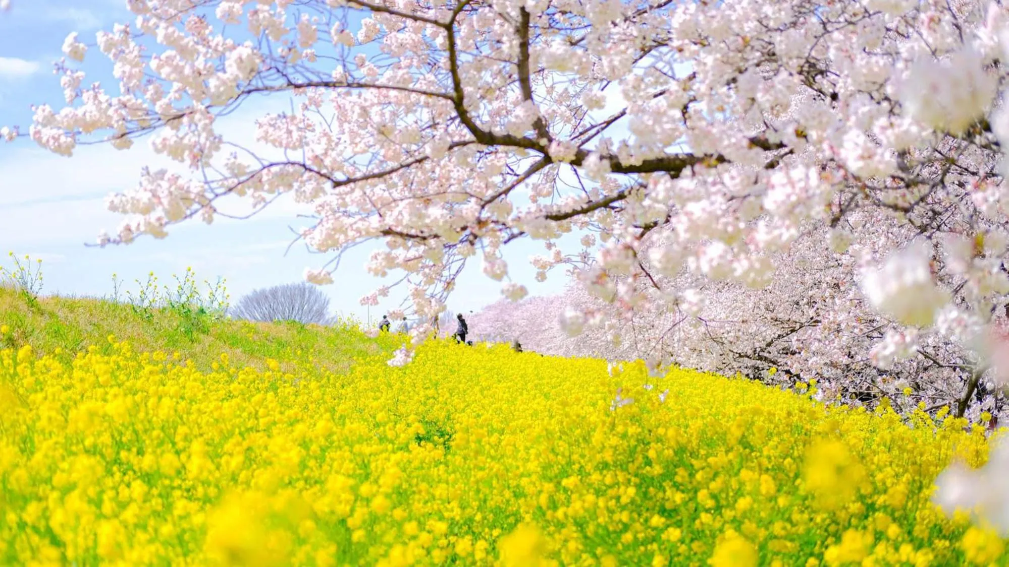 Nearby landmark in Toyoko Inn Kumagaya eki Kita guchi