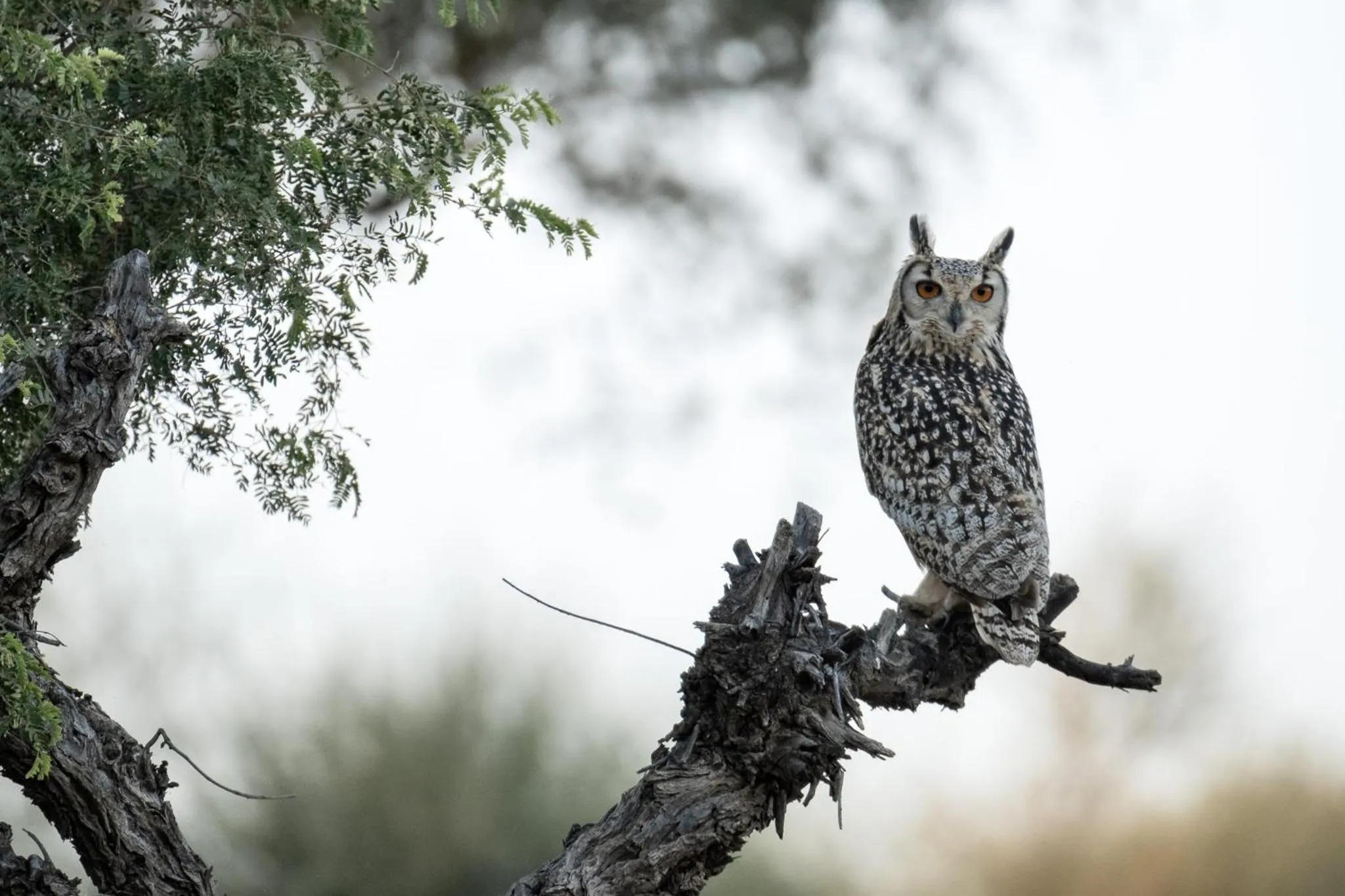 Natural landscape in Kaner Retreat - India's First Desert Botanical Resort
