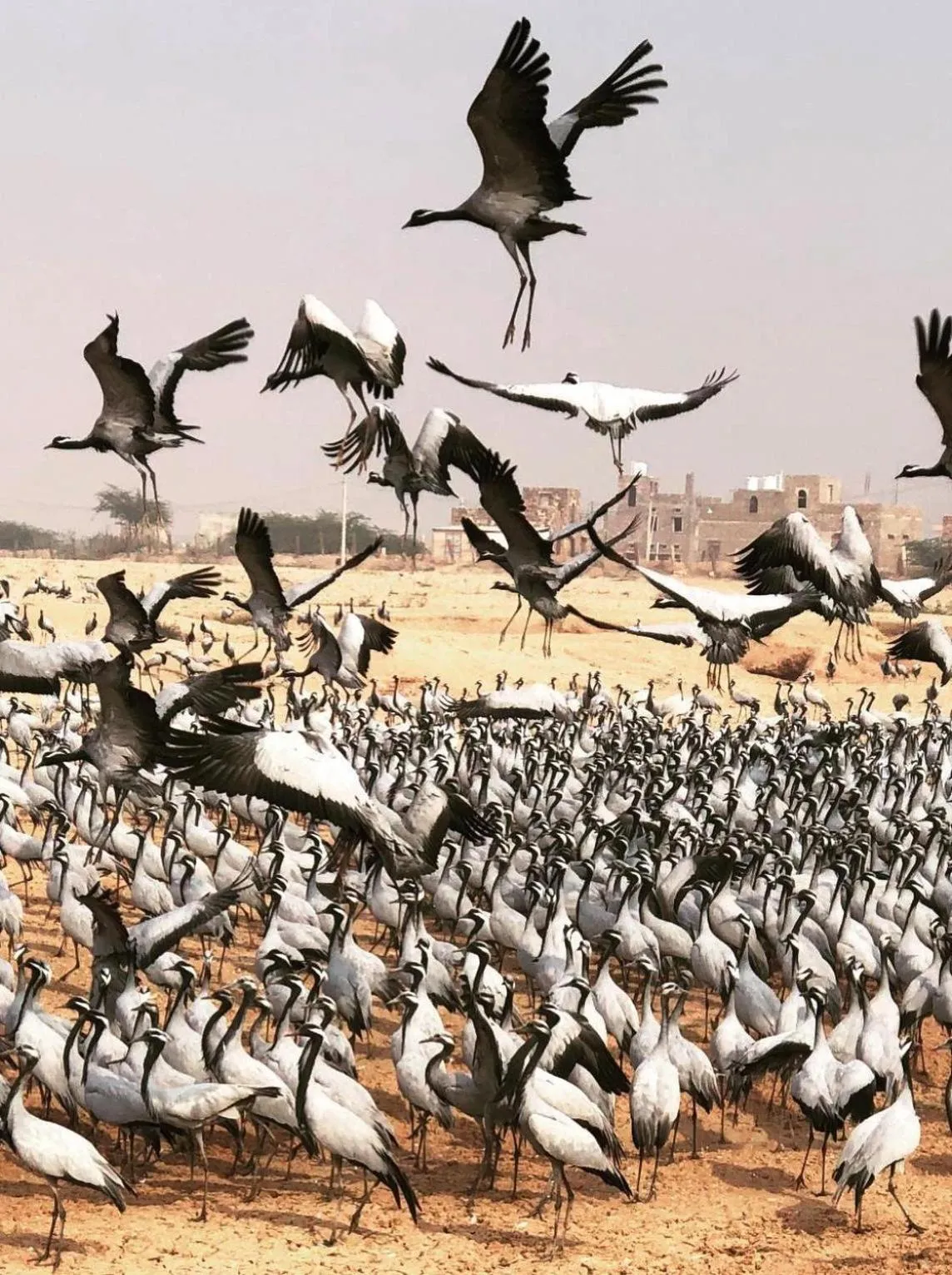 Neighbourhood in Kaner Retreat - India's First Desert Botanical Resort