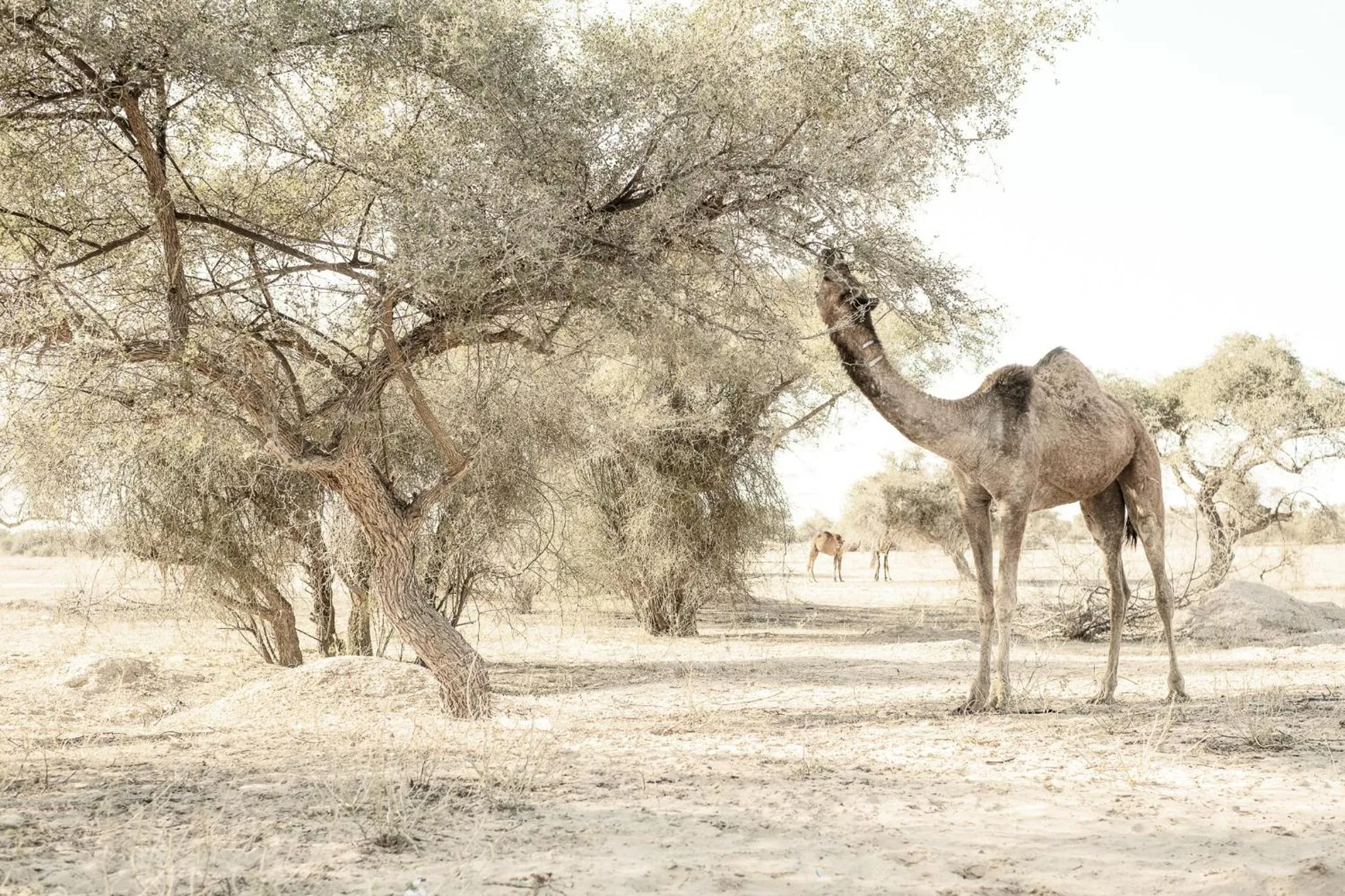 Neighbourhood in Kaner Retreat - India's First Desert Botanical Resort