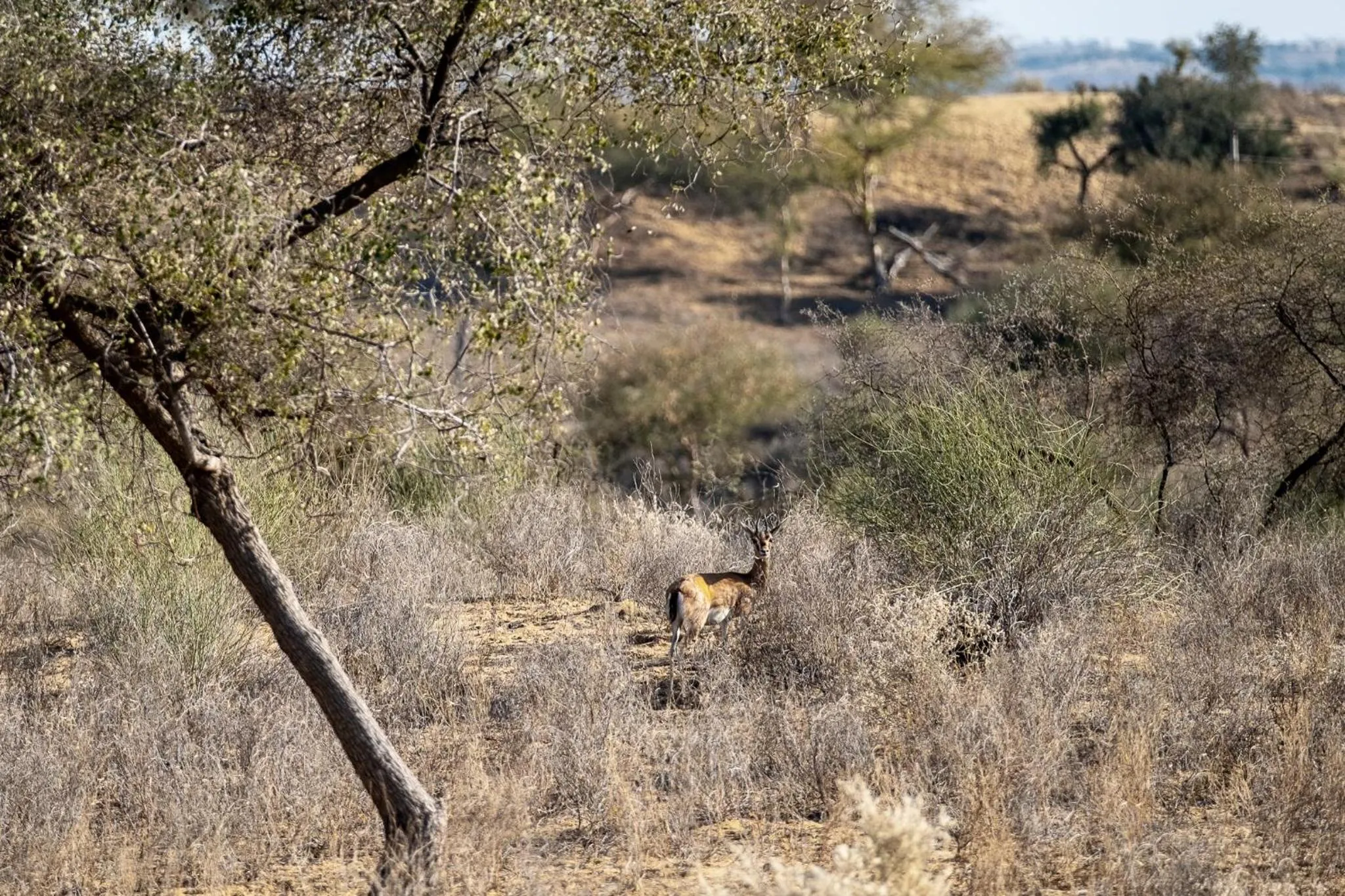 Neighbourhood in Kaner Retreat - India's First Desert Botanical Resort