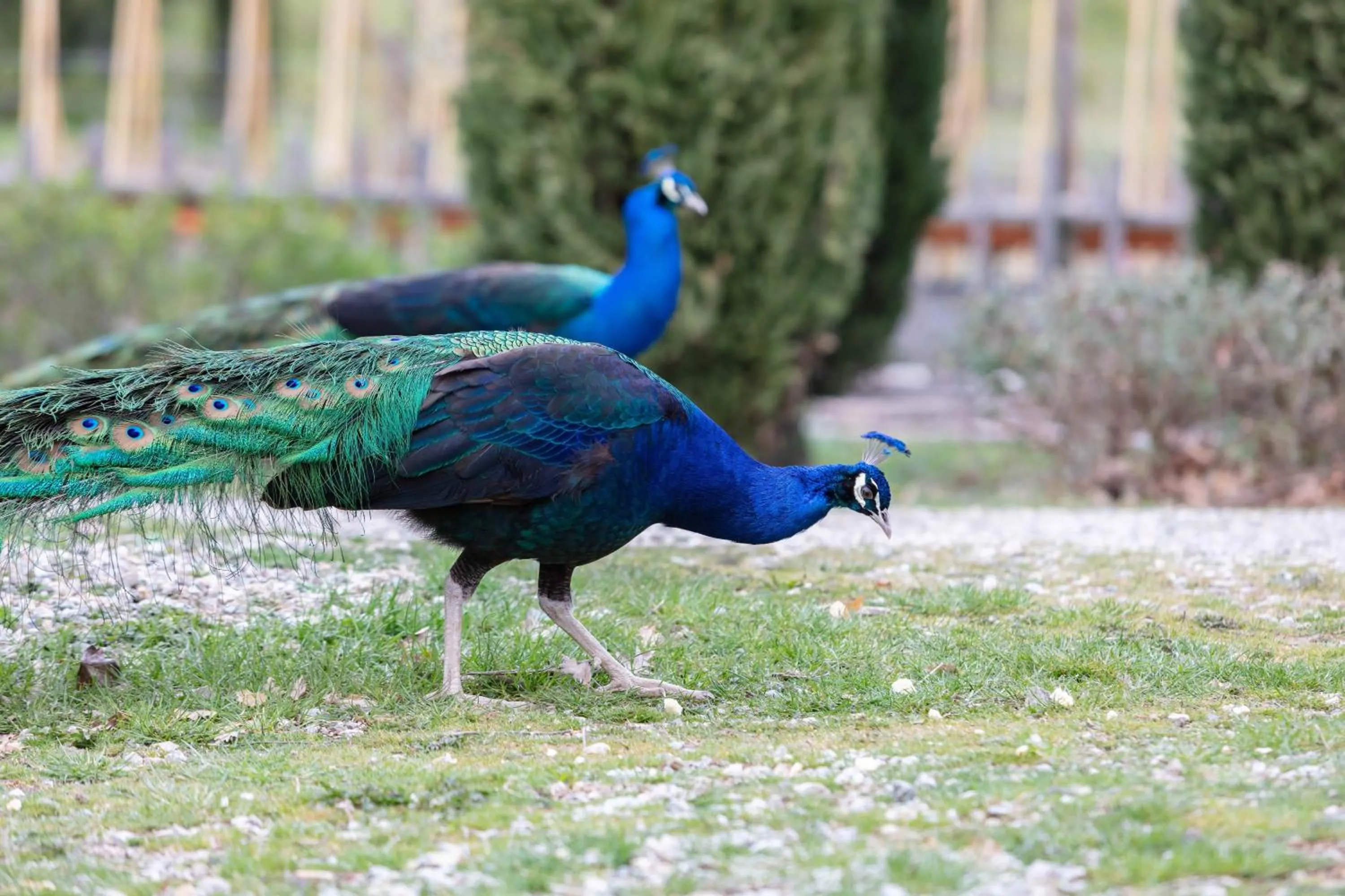 Garden in Ca'Novae - Tuscany Farmhouse