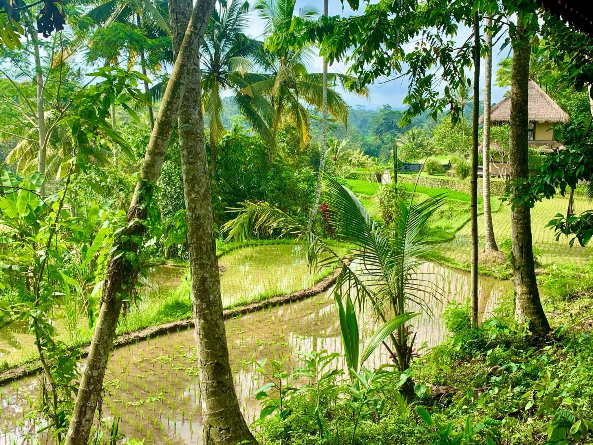 View (from property/room) in Masakali Retreat