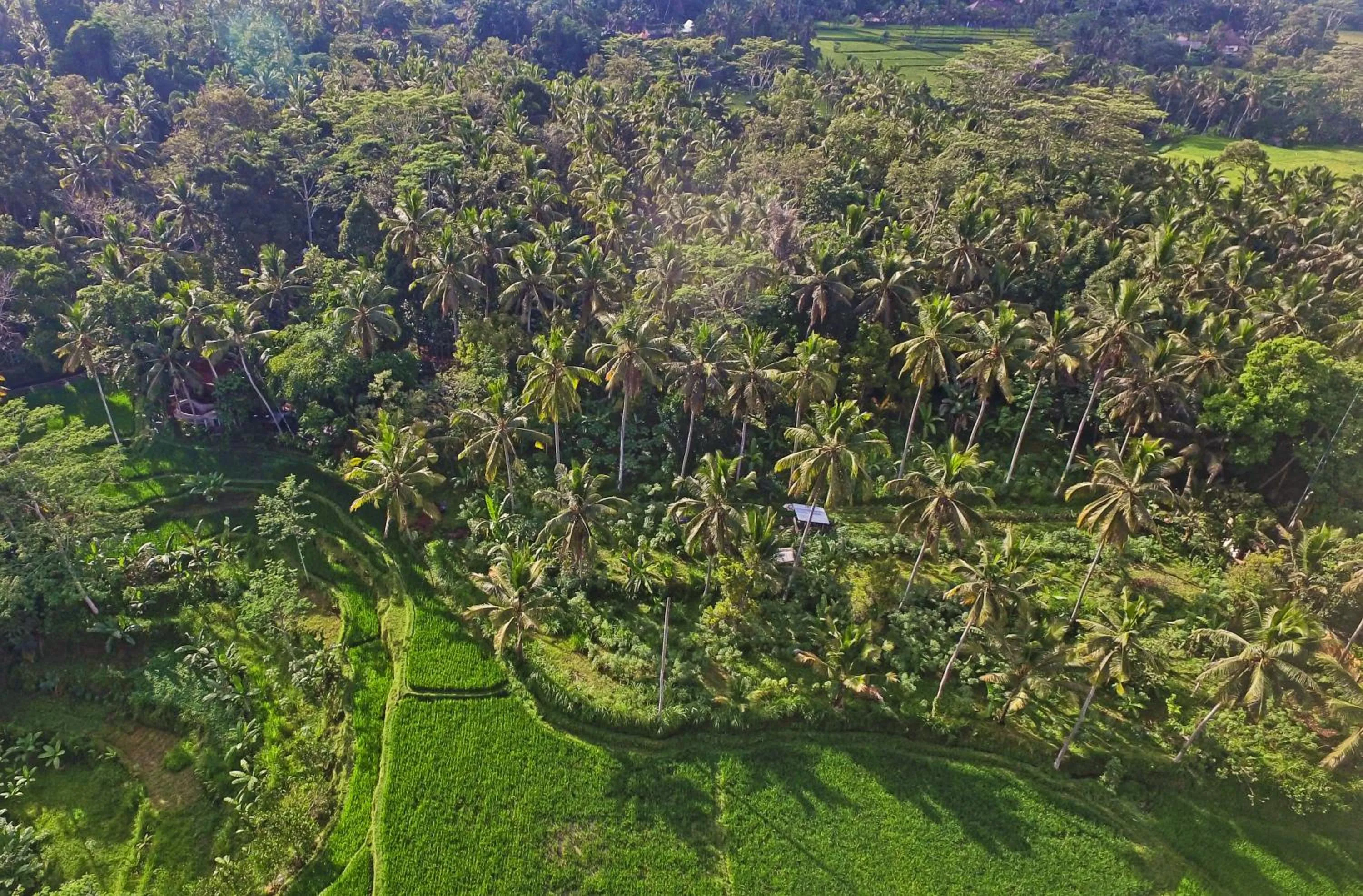 View (from property/room) in Masakali Retreat