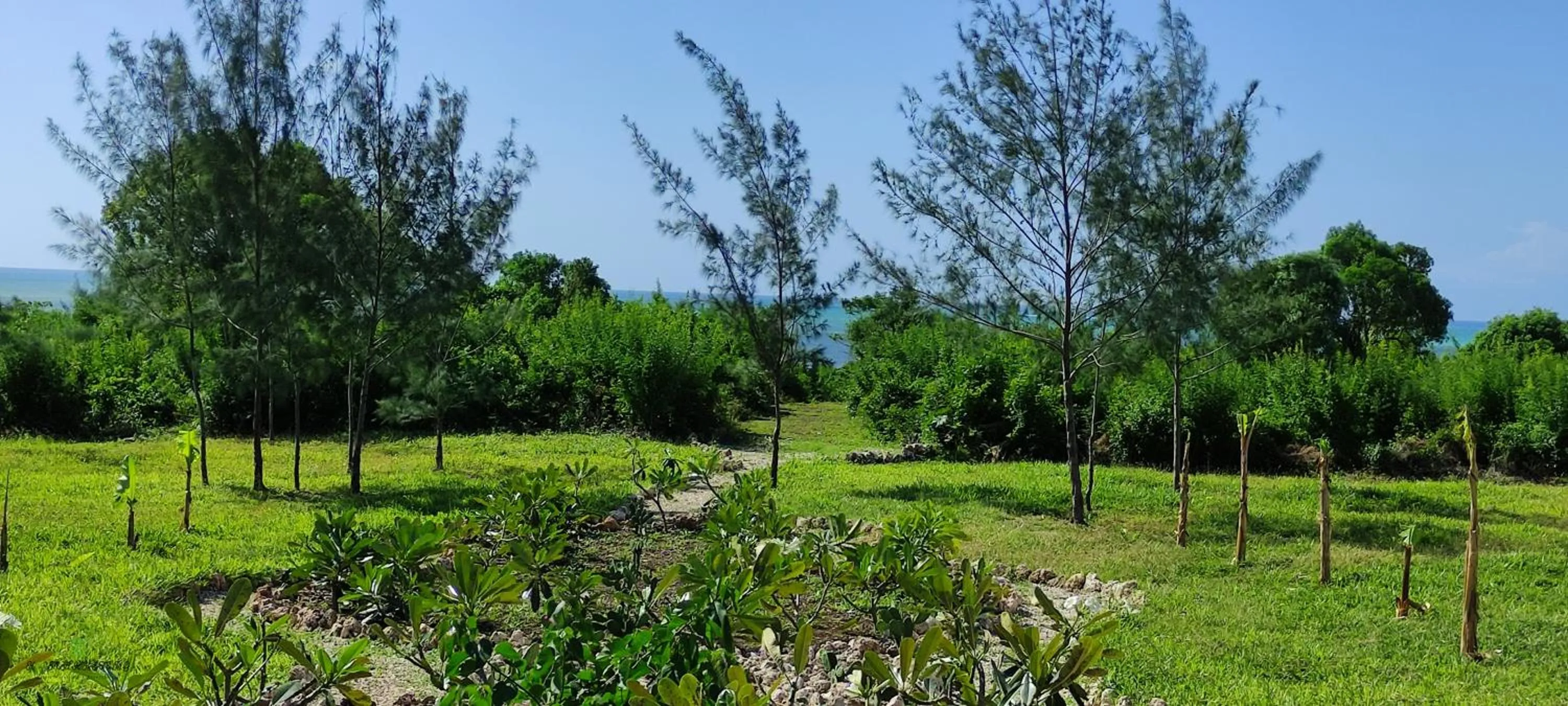 Garden in Amani Villas Nature Retreat
