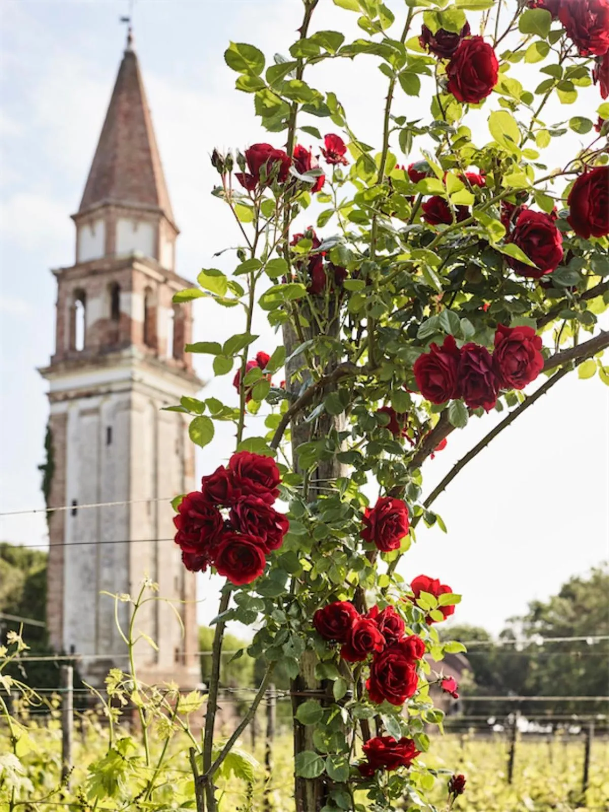 Natural landscape in Venissa Wine Resort