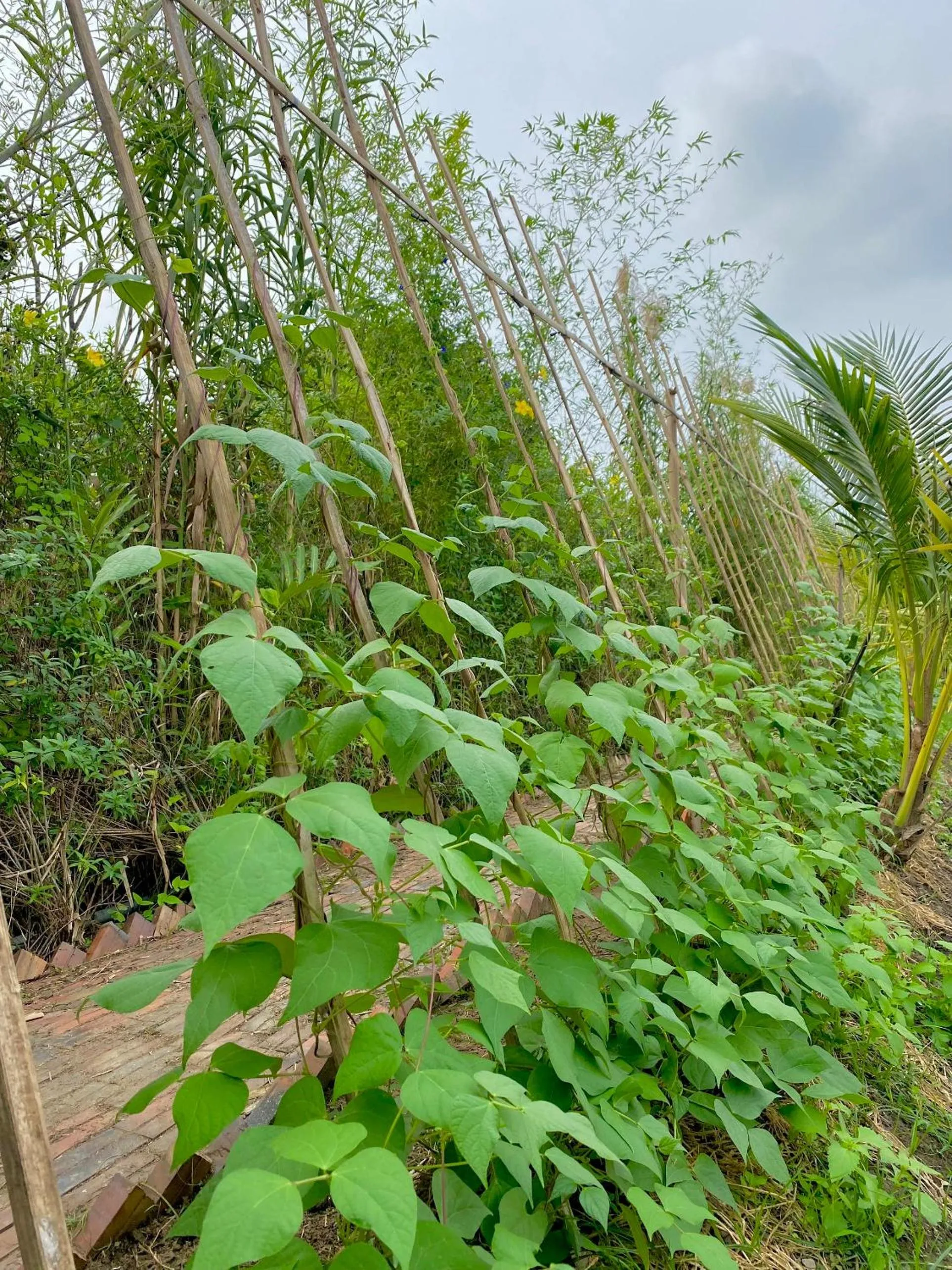 MEKONG SILT ECOLODGE
