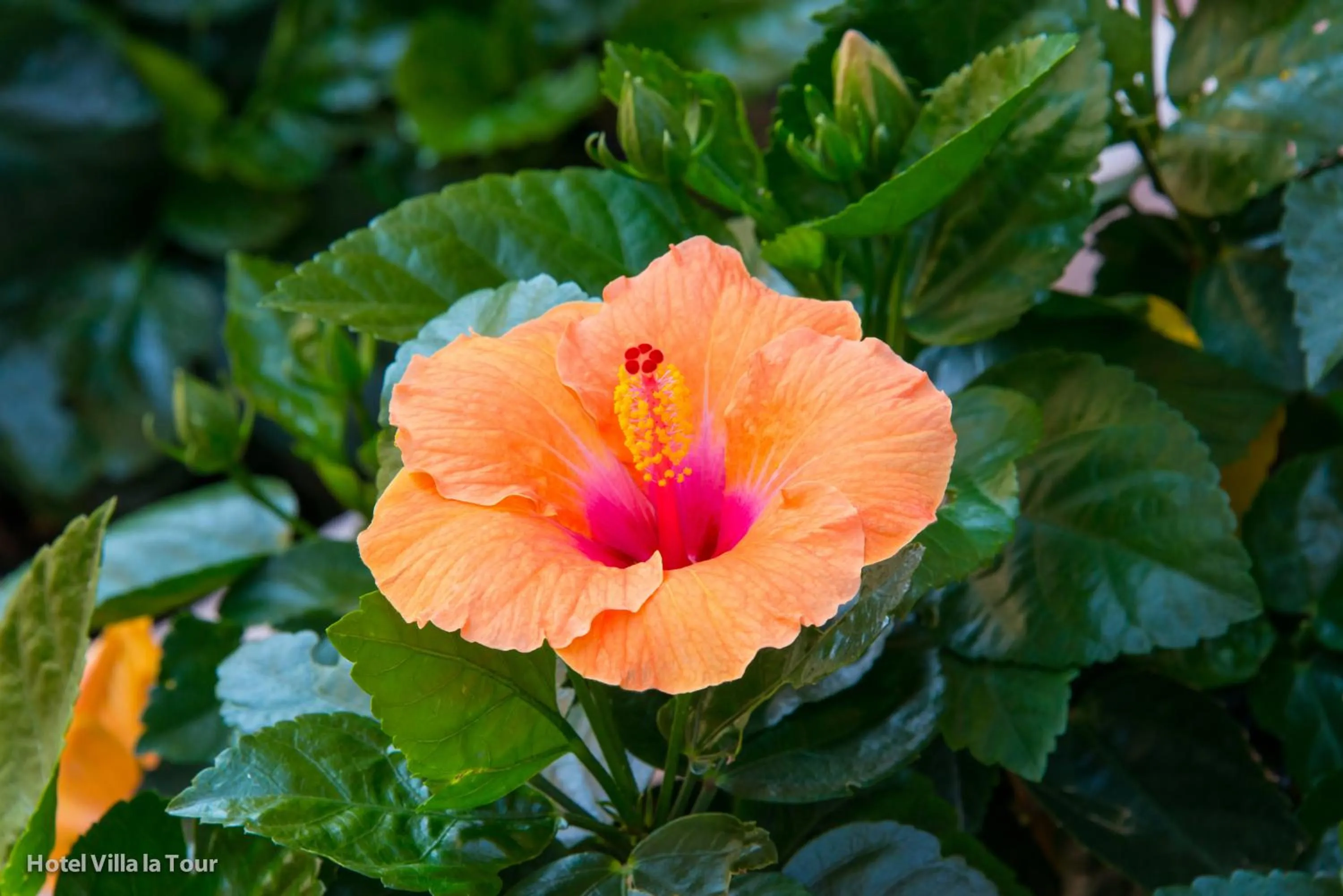 Property building in Hotel Villa La Tour