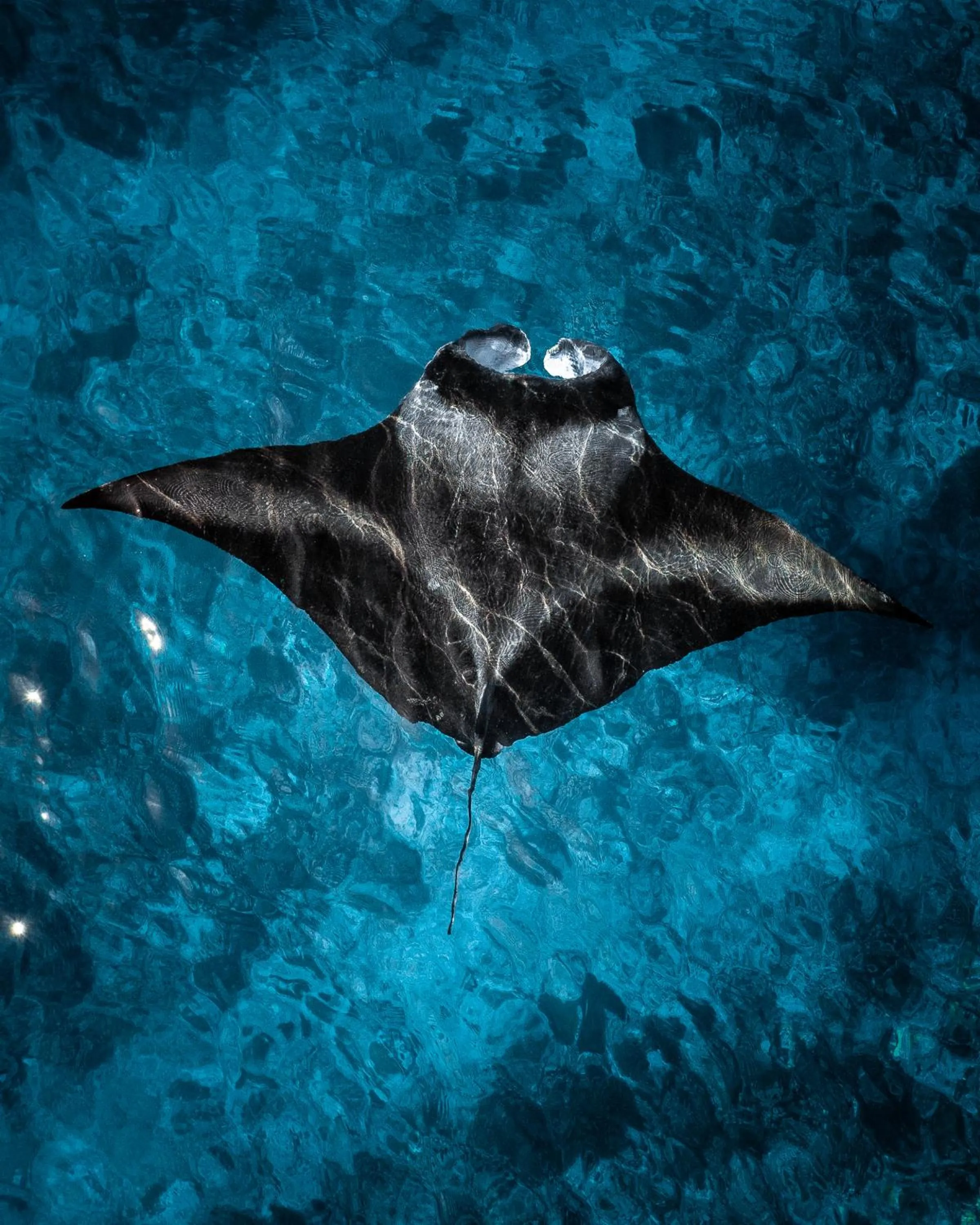 Animals in Summer Vibes Beach Front