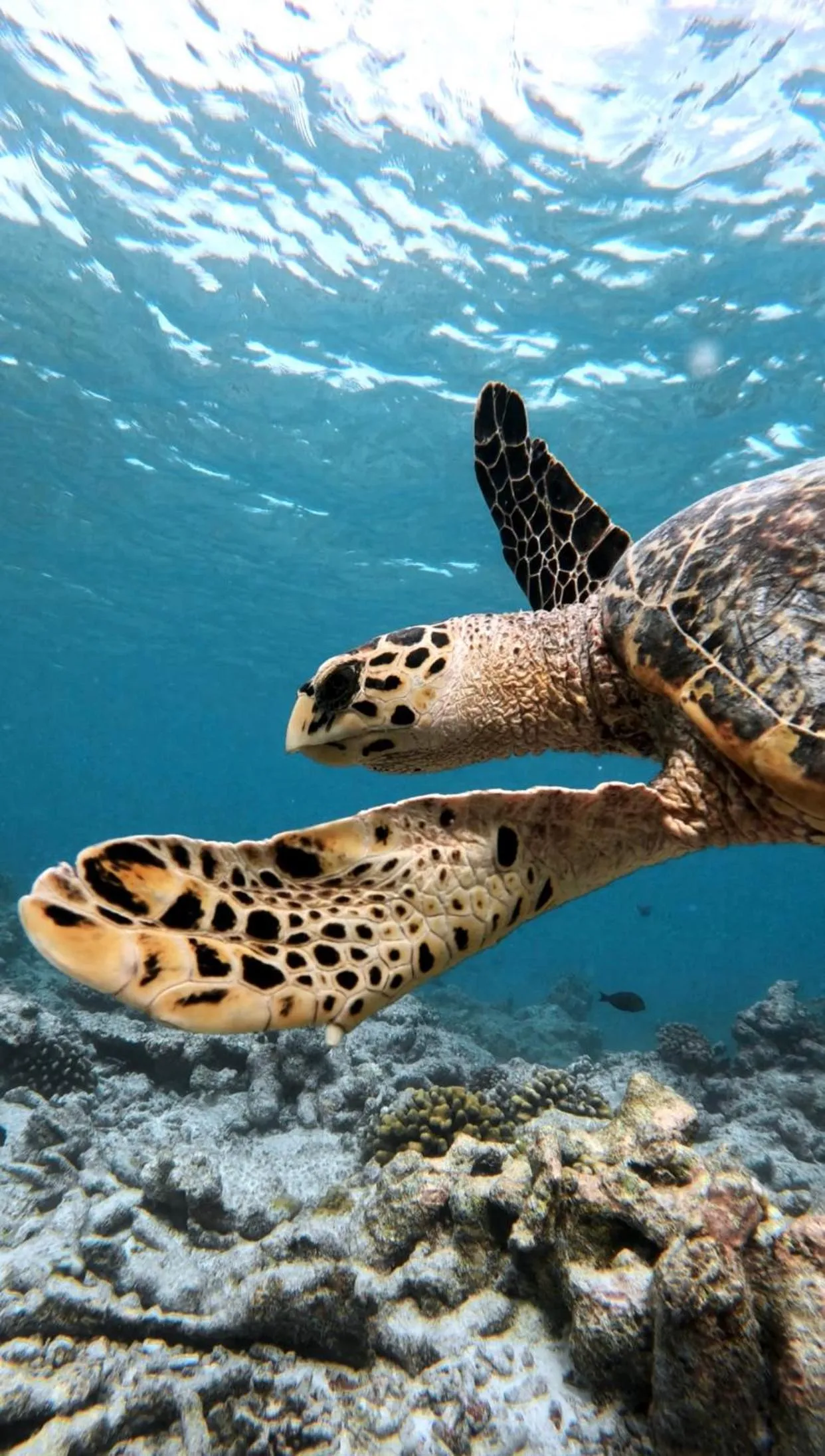 Natural landscape in Summer Vibes Beach Front