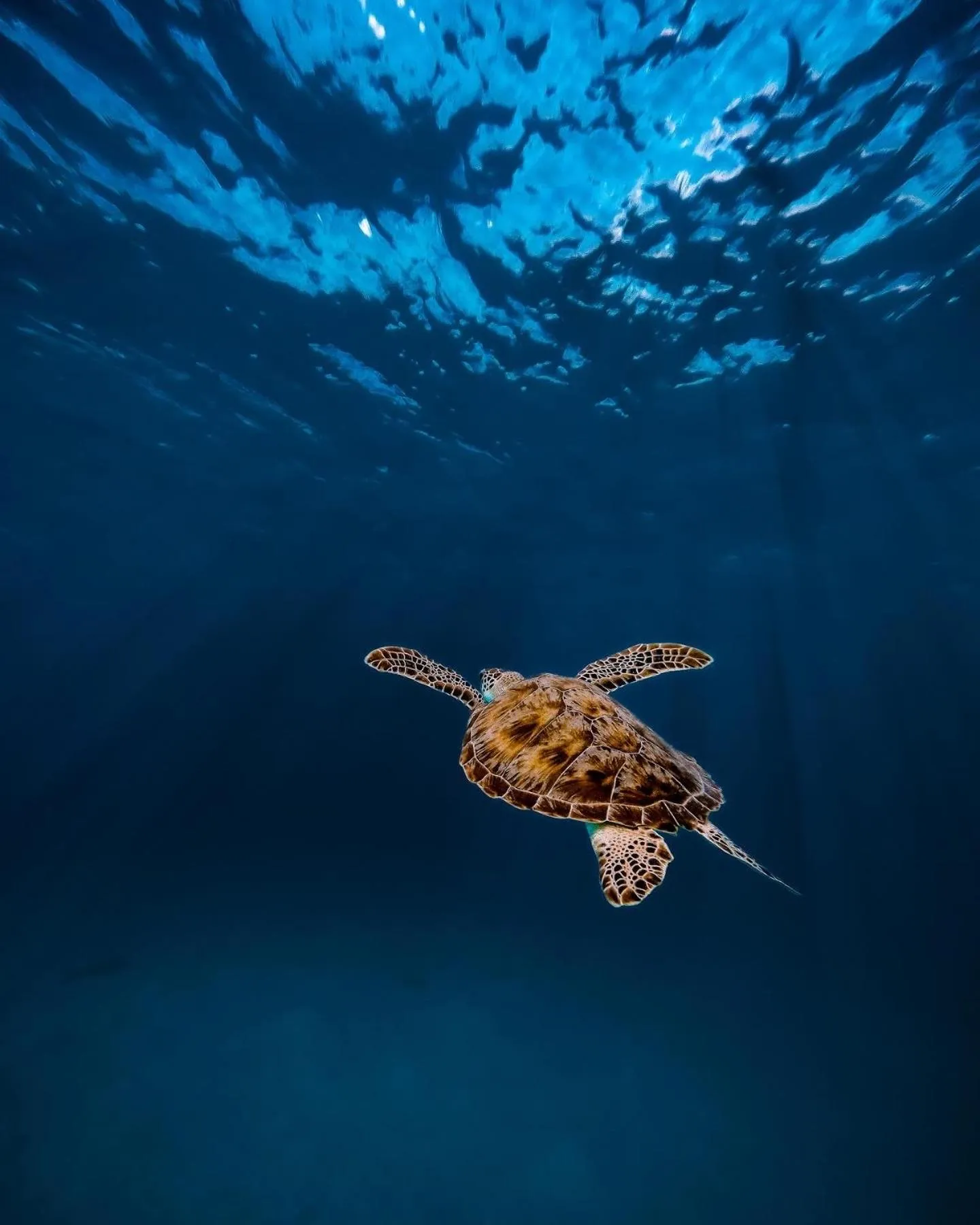 Animals in Summer Vibes Beach Front