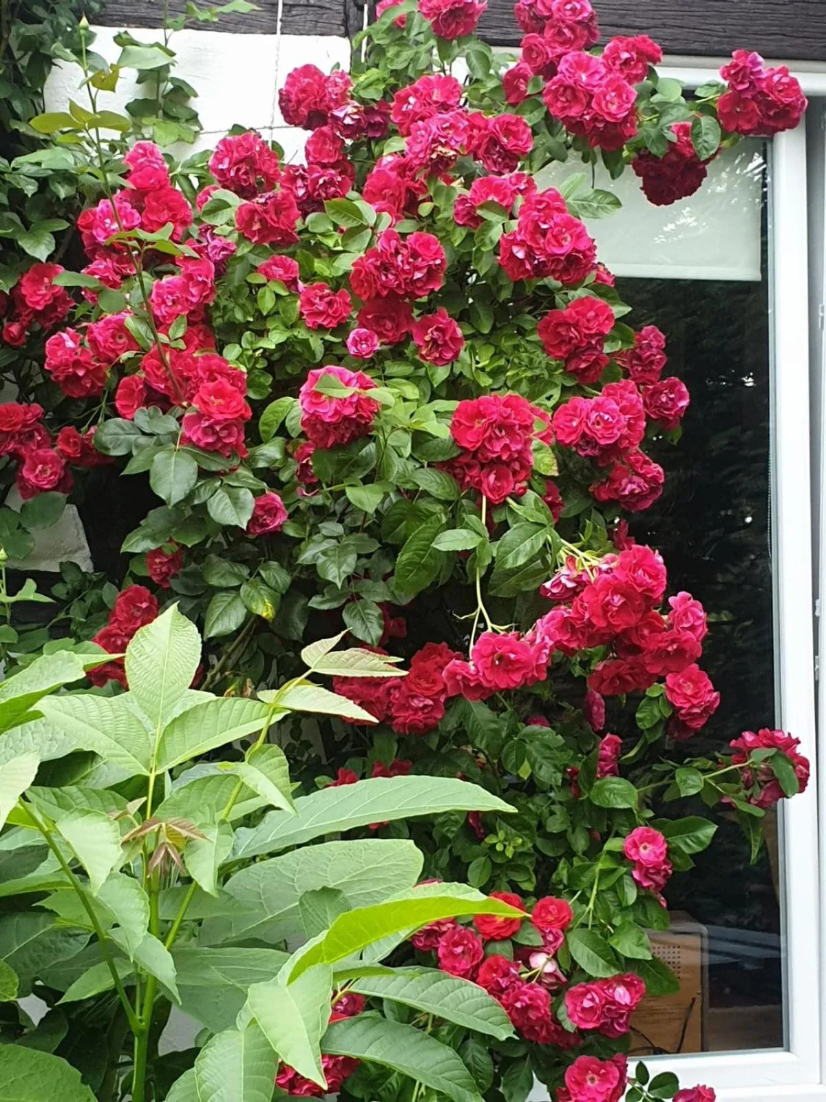 Garden in Rosindell cottage