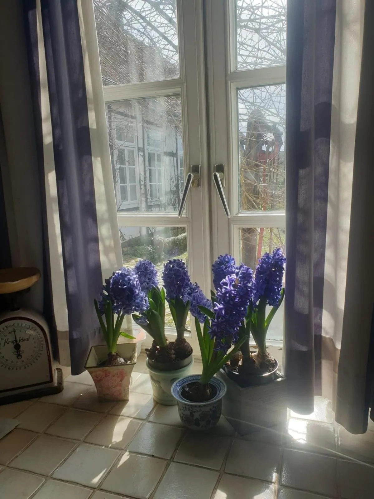 Garden view in Rosindell cottage