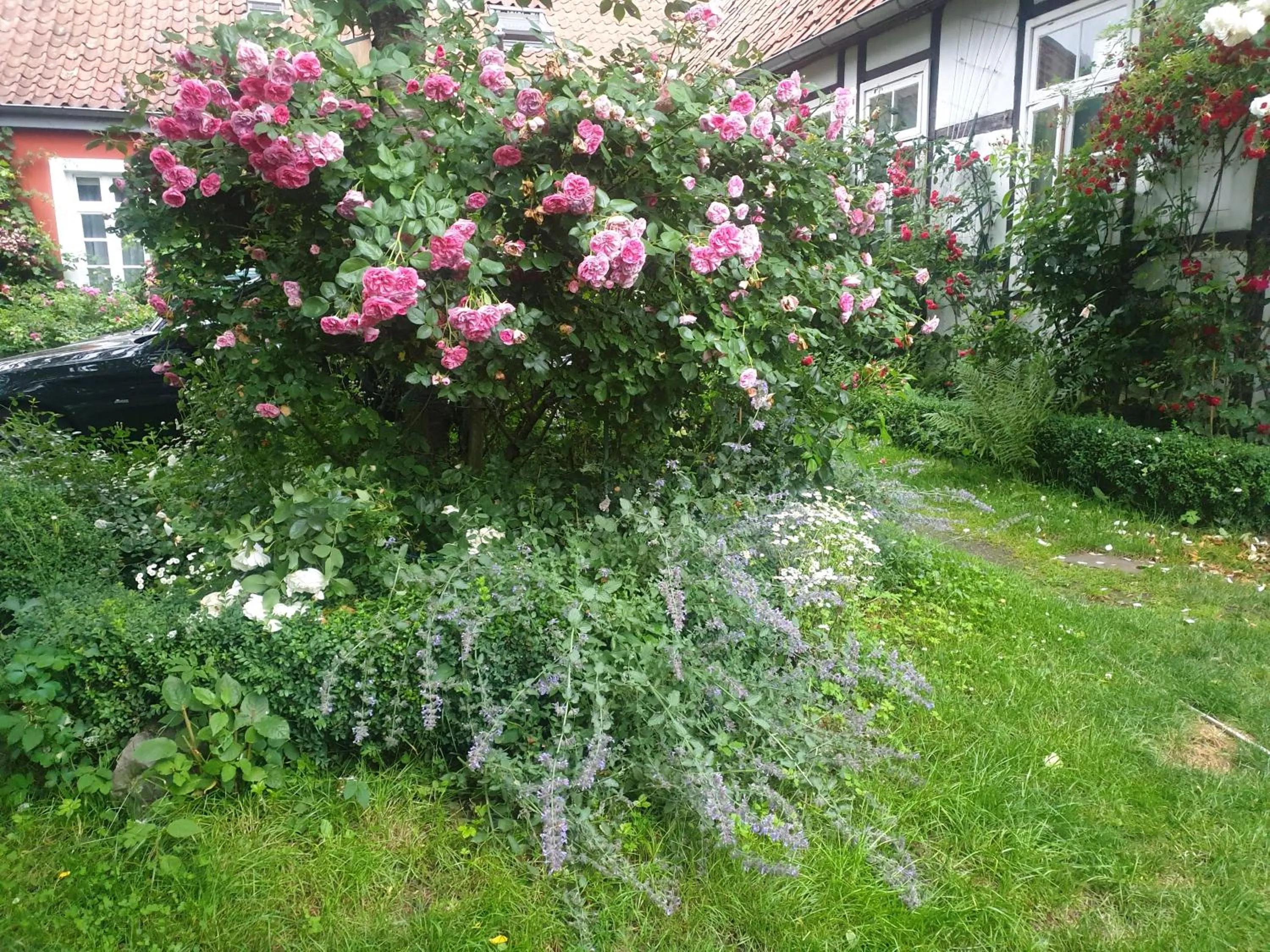 Garden in Rosindell cottage