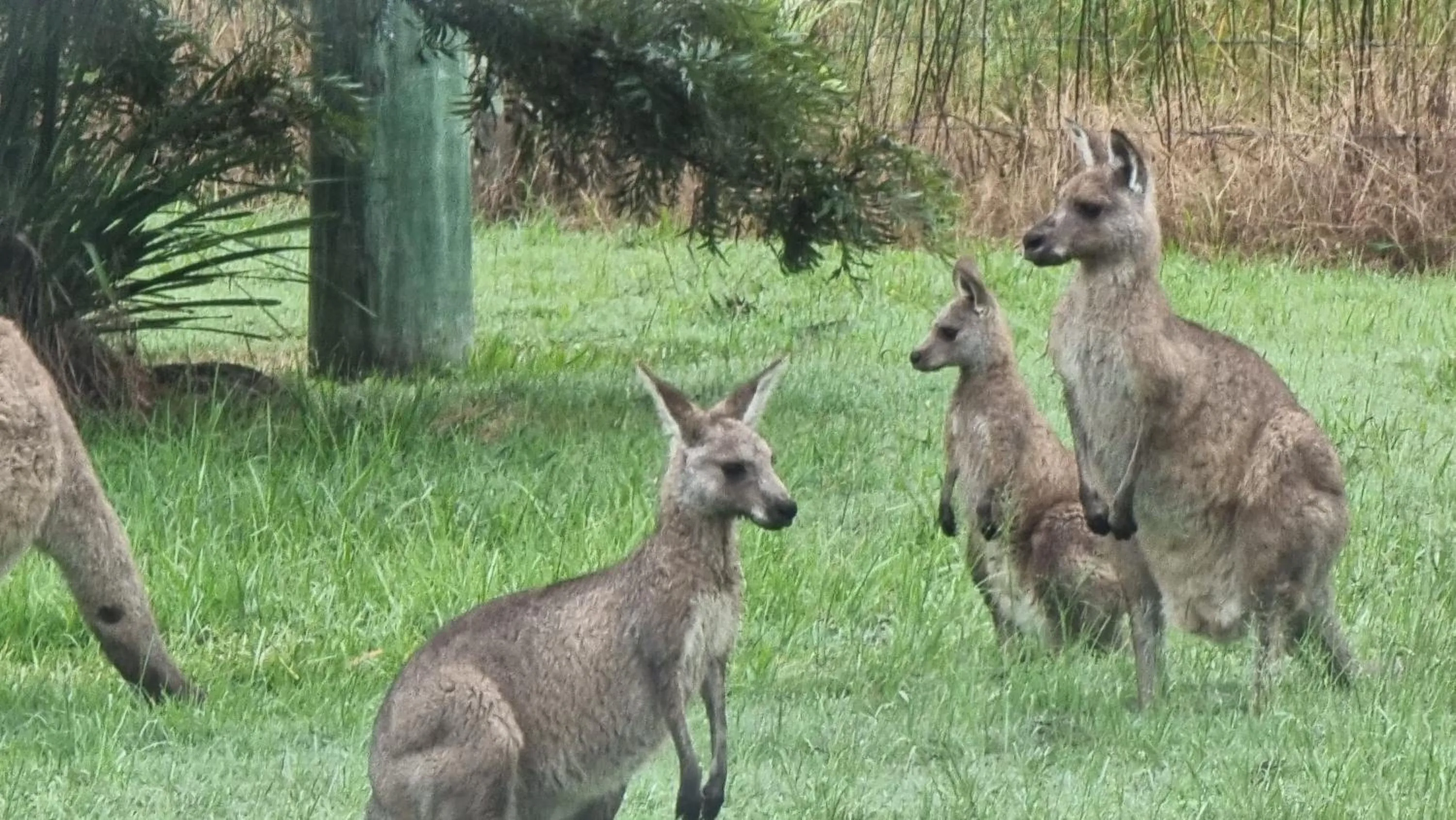 Garden in Vacy Hunter Valley Lodge