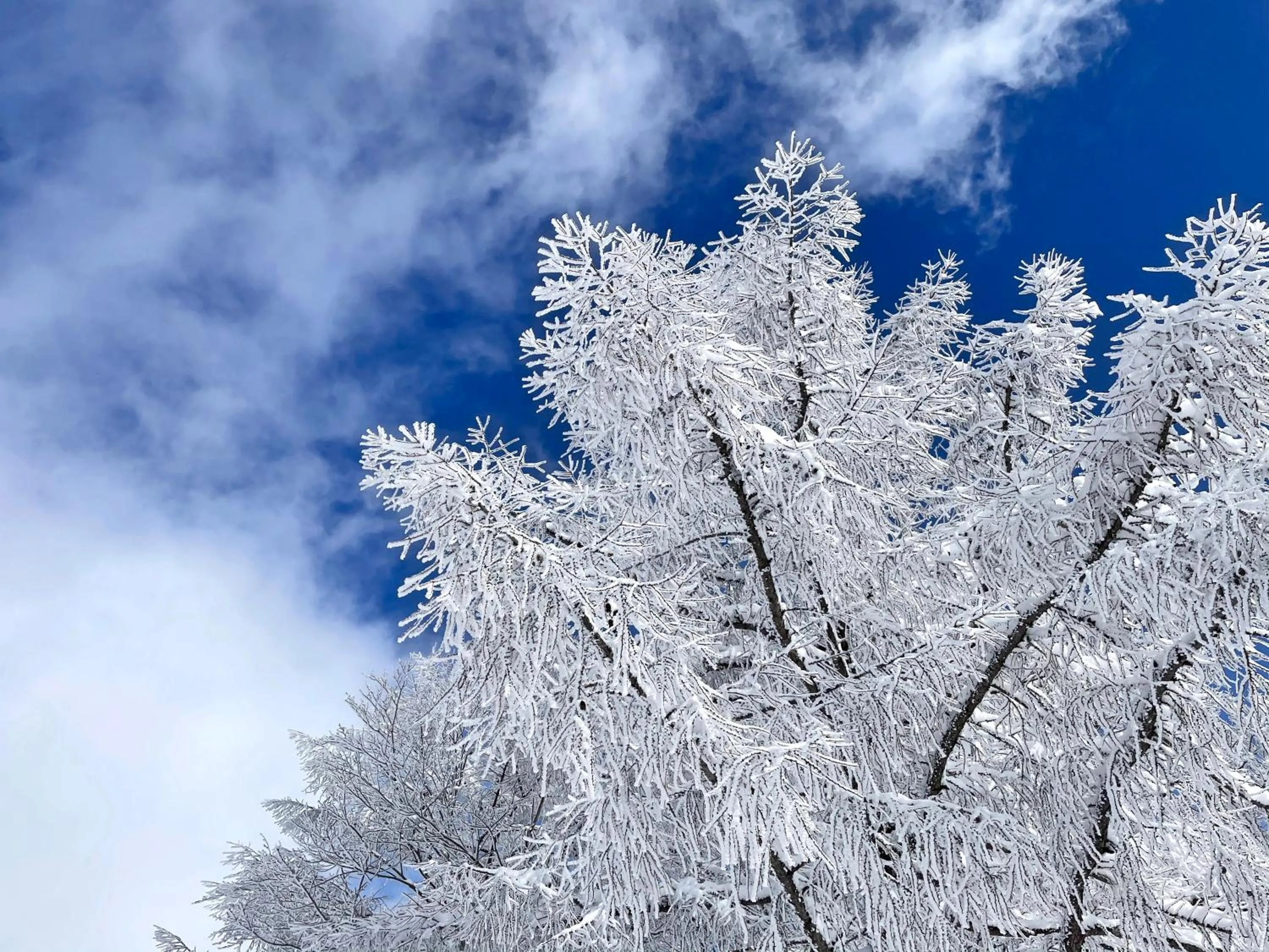 Winter in Petit Hotel Kazekozou