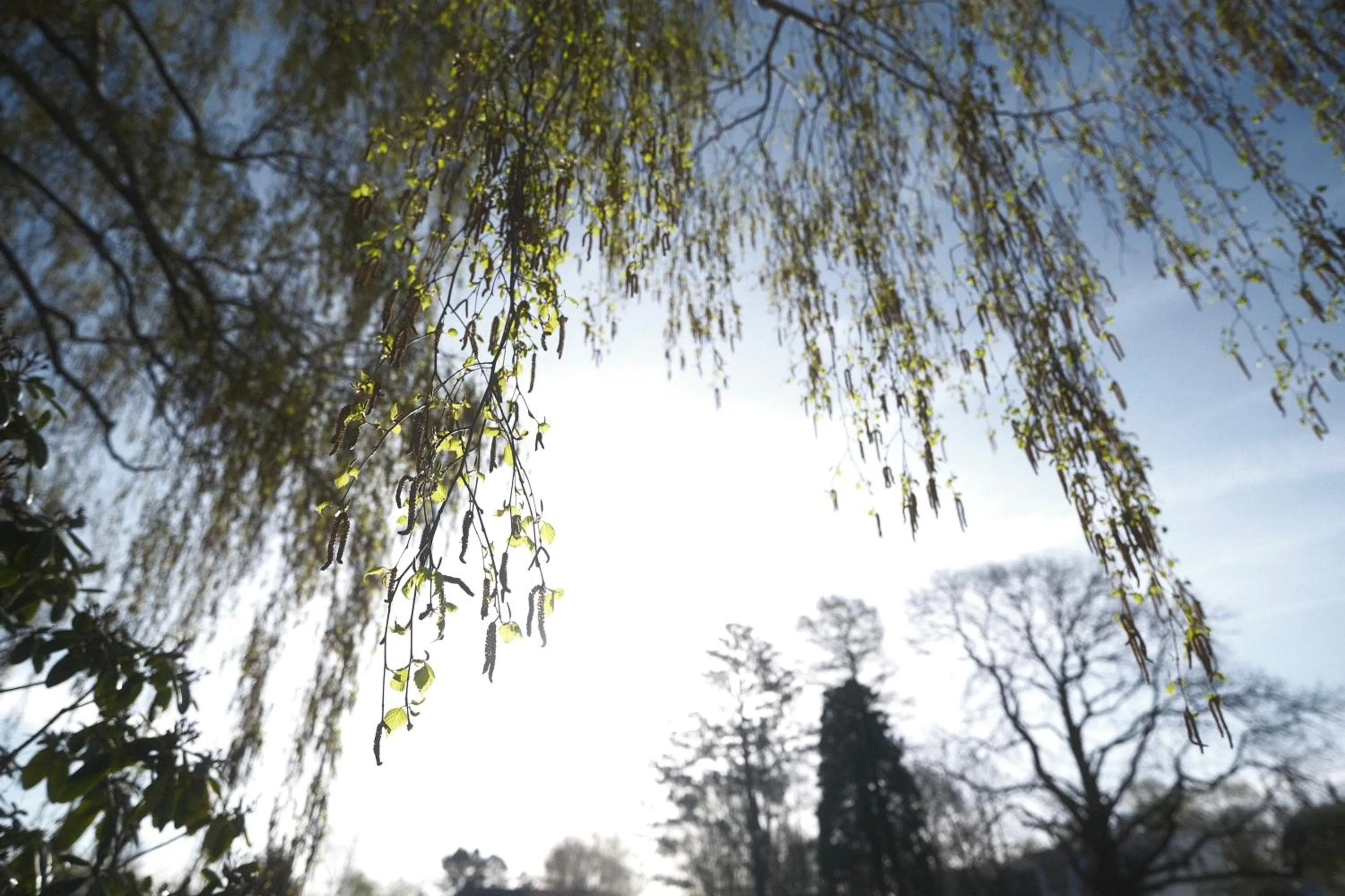 Spring in PARKHOTEL - Rosarium