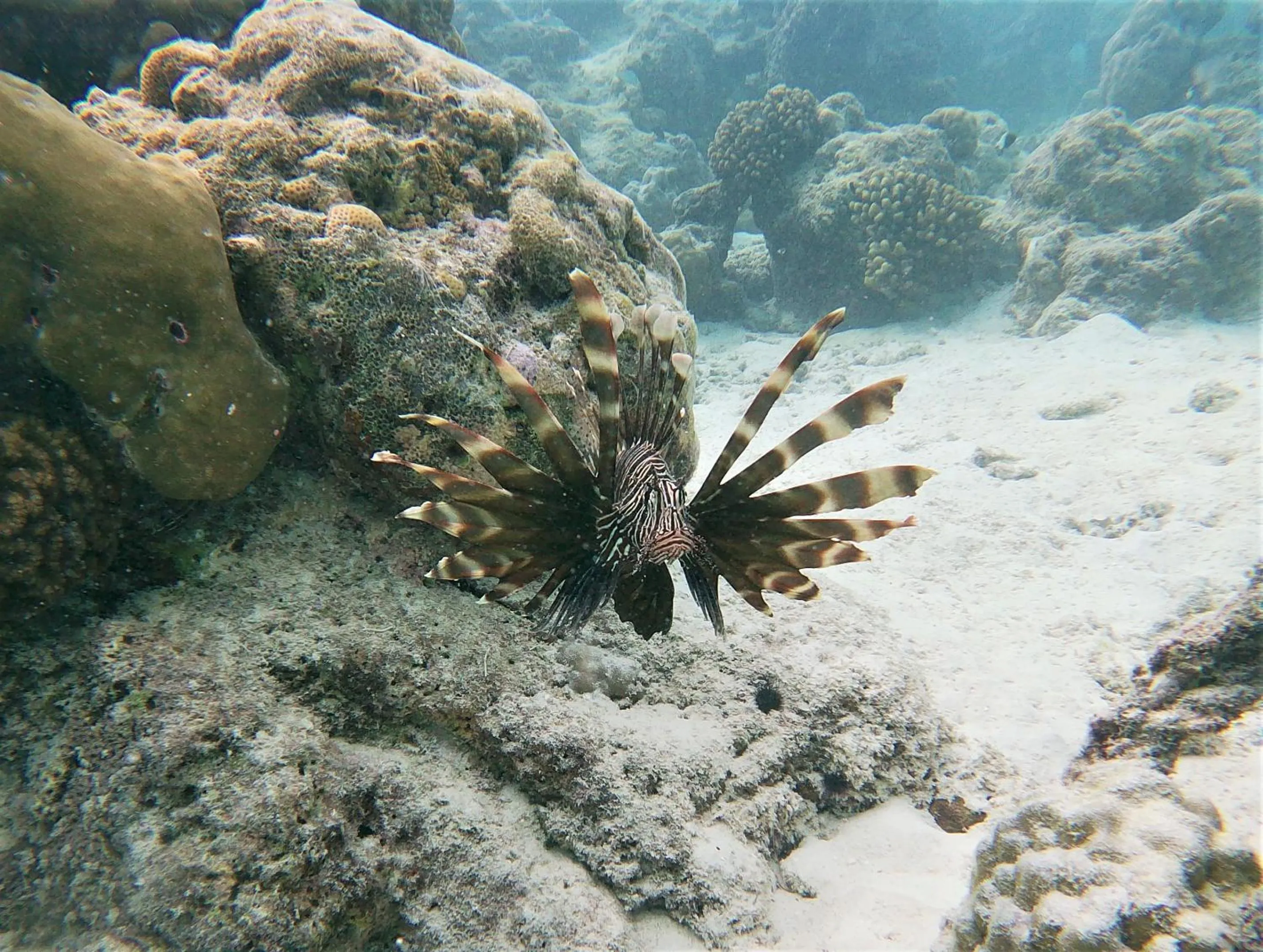 Activities in One The Island