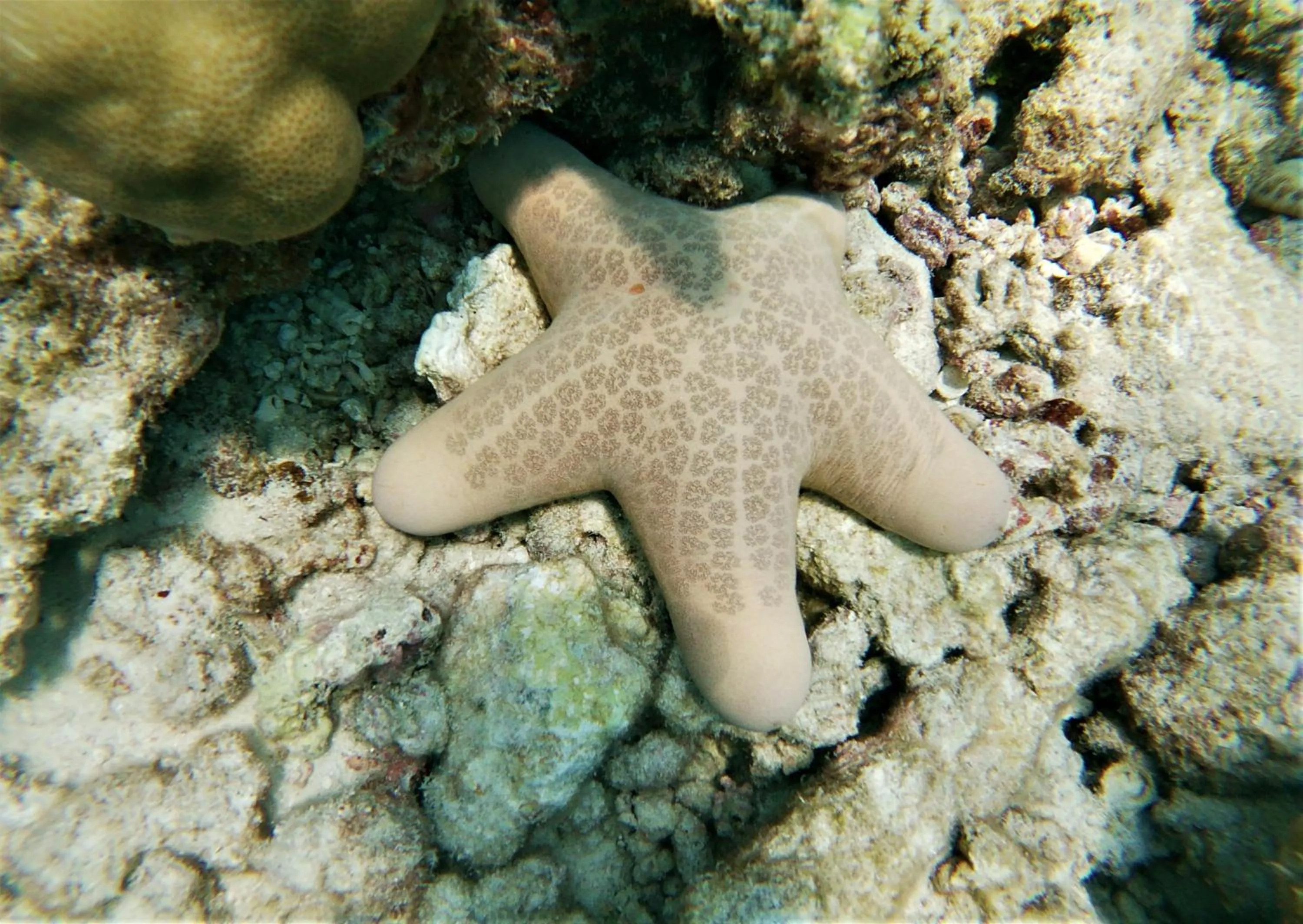Snorkeling in One The Island