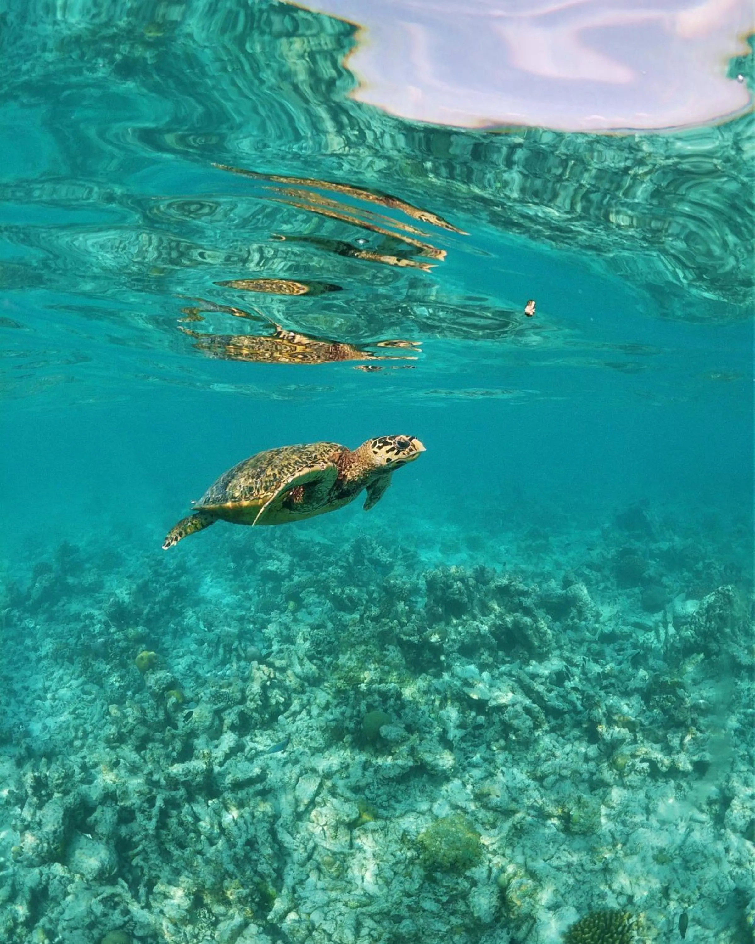 Activities in One The Island