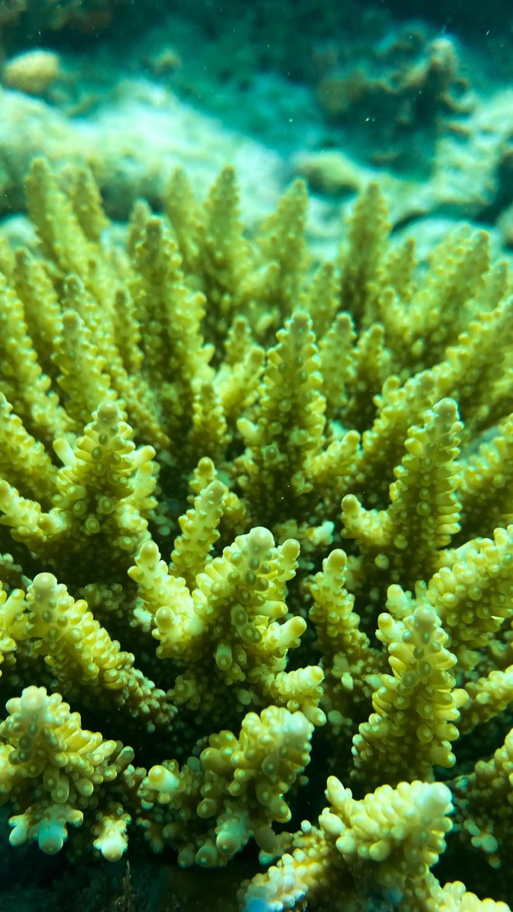 Activities in One The Island