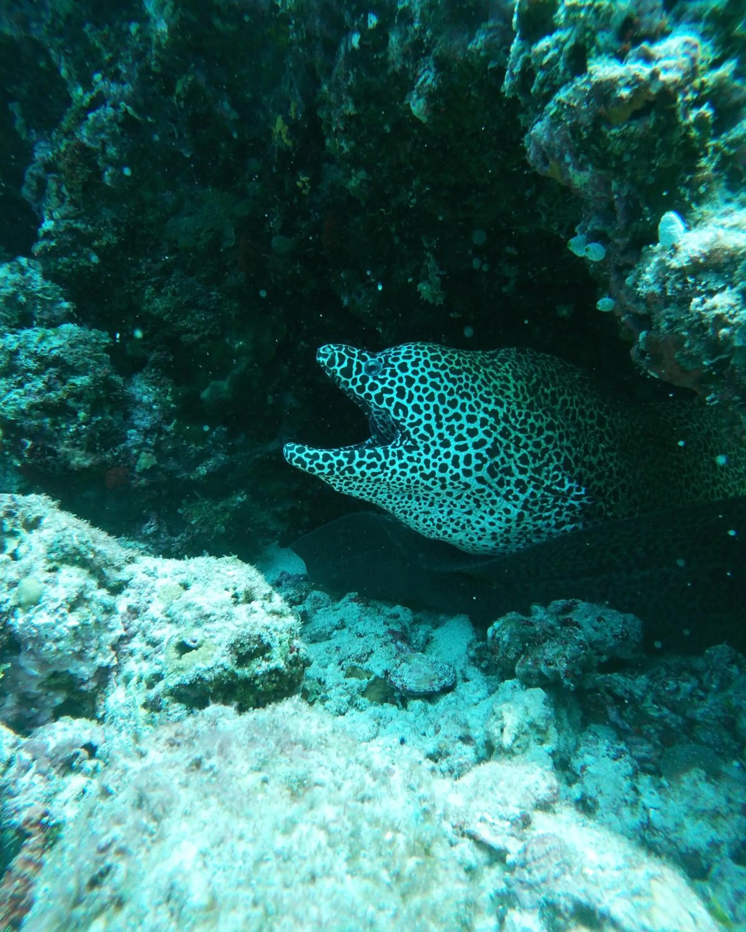 Snorkeling in One The Island