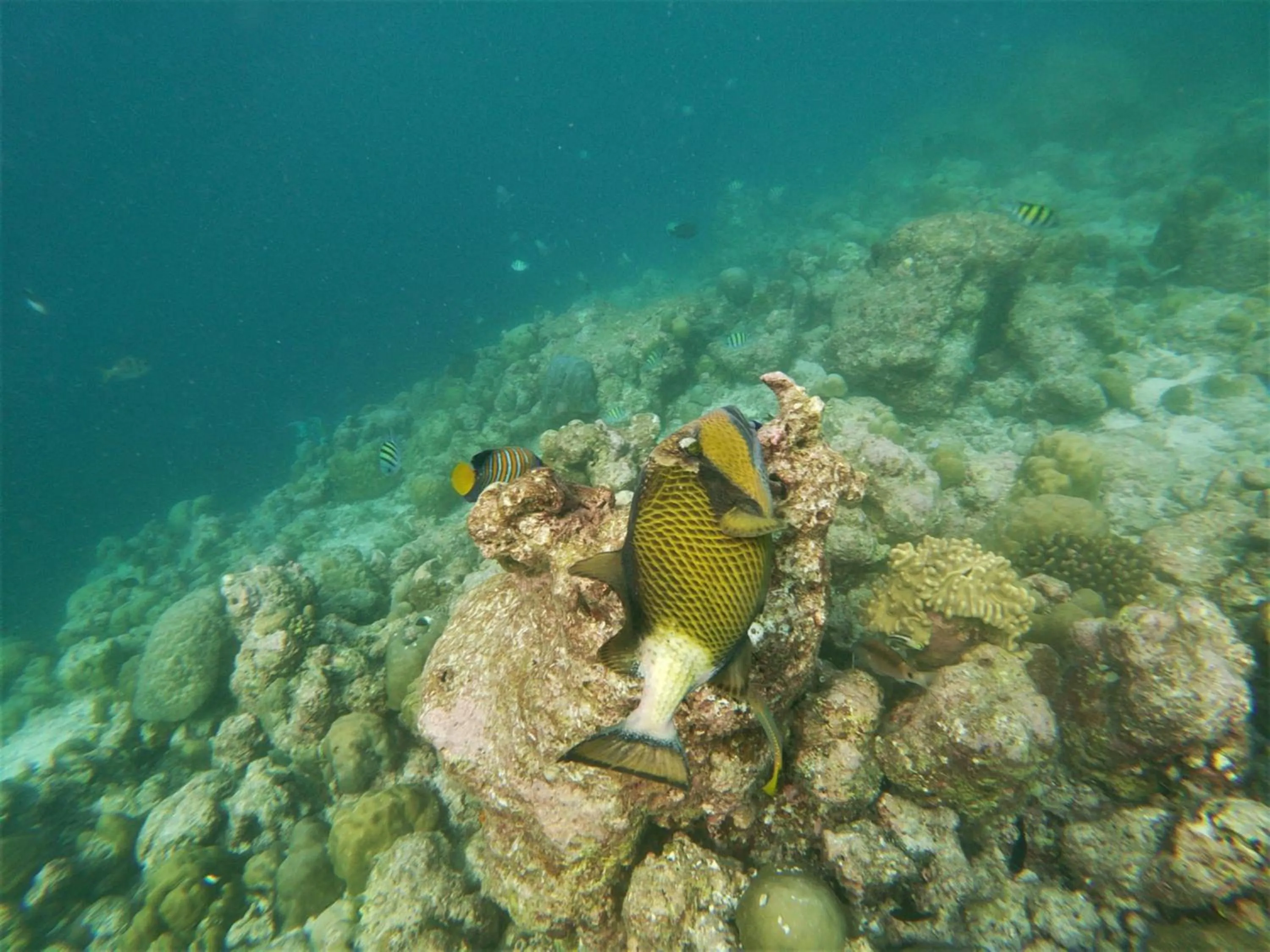Snorkeling in One The Island