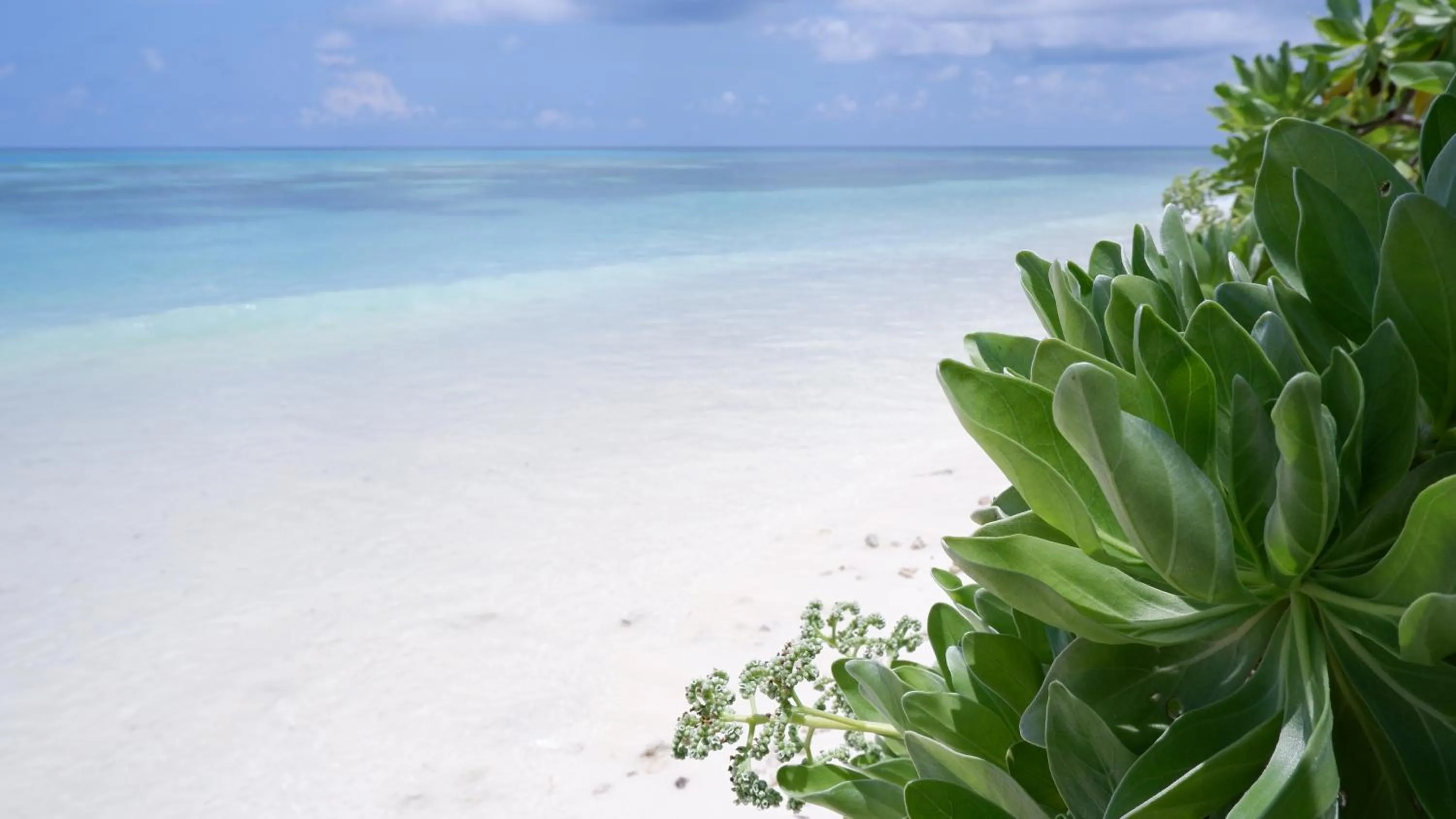 Beach in One The Island