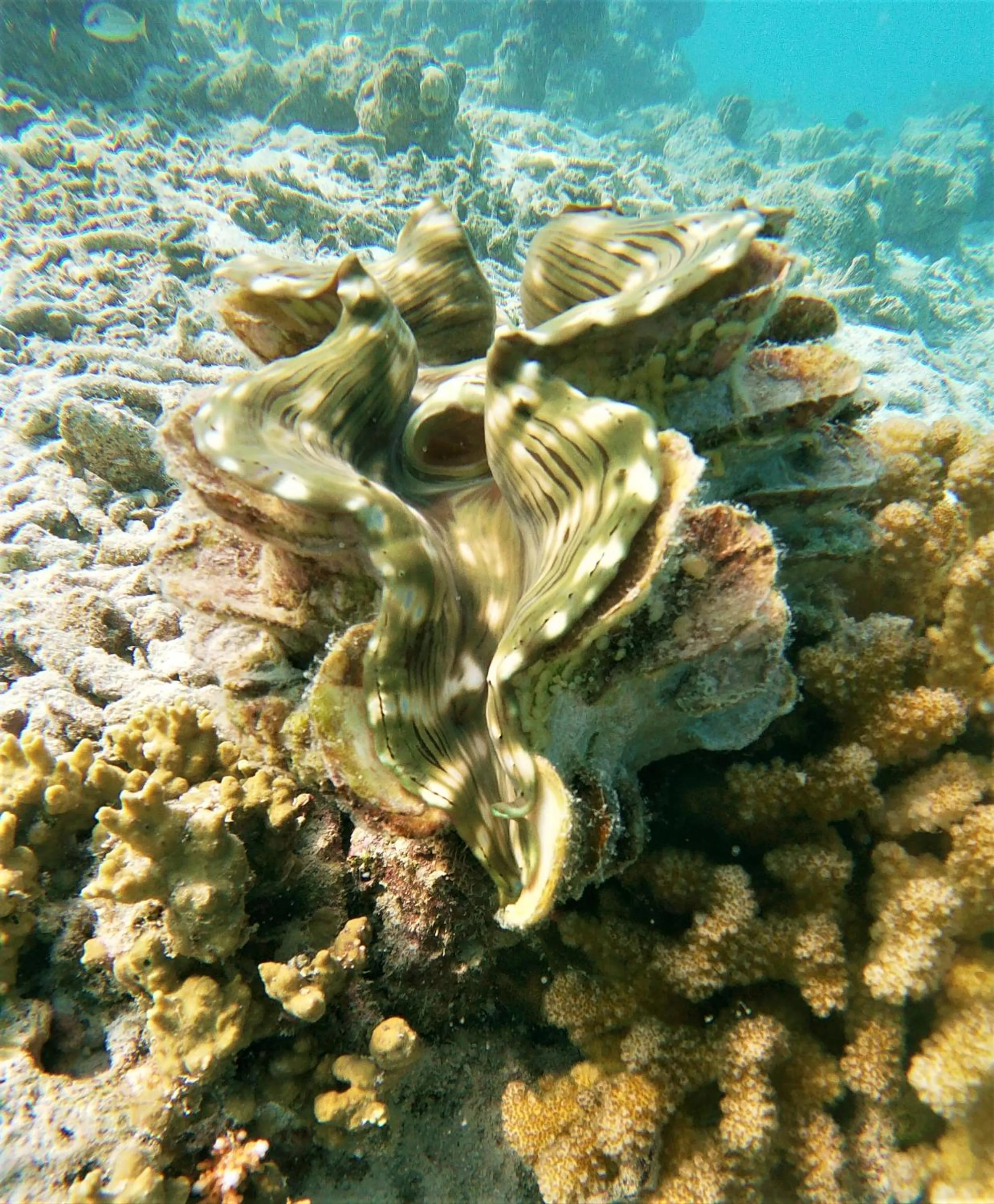 Snorkeling in One The Island