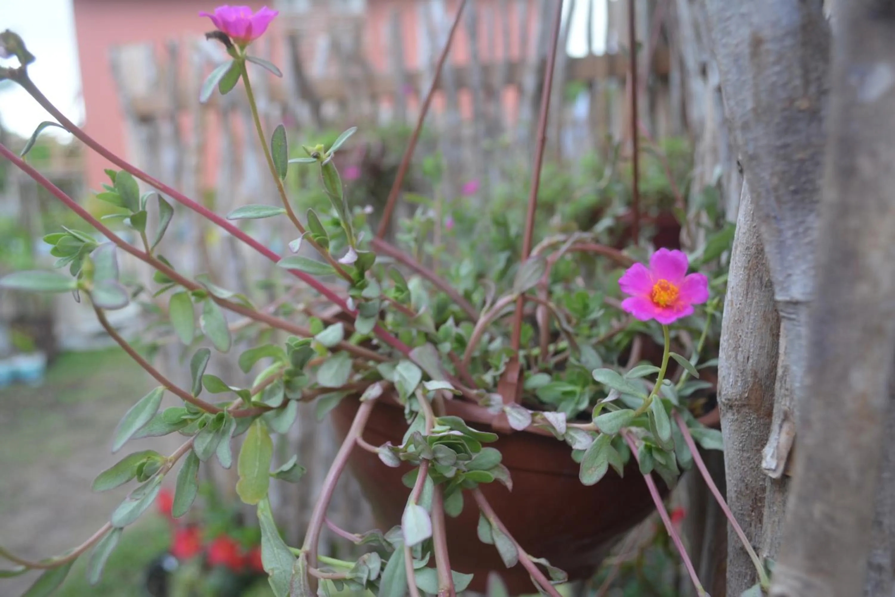 Garden in Pousada Vila Camurim