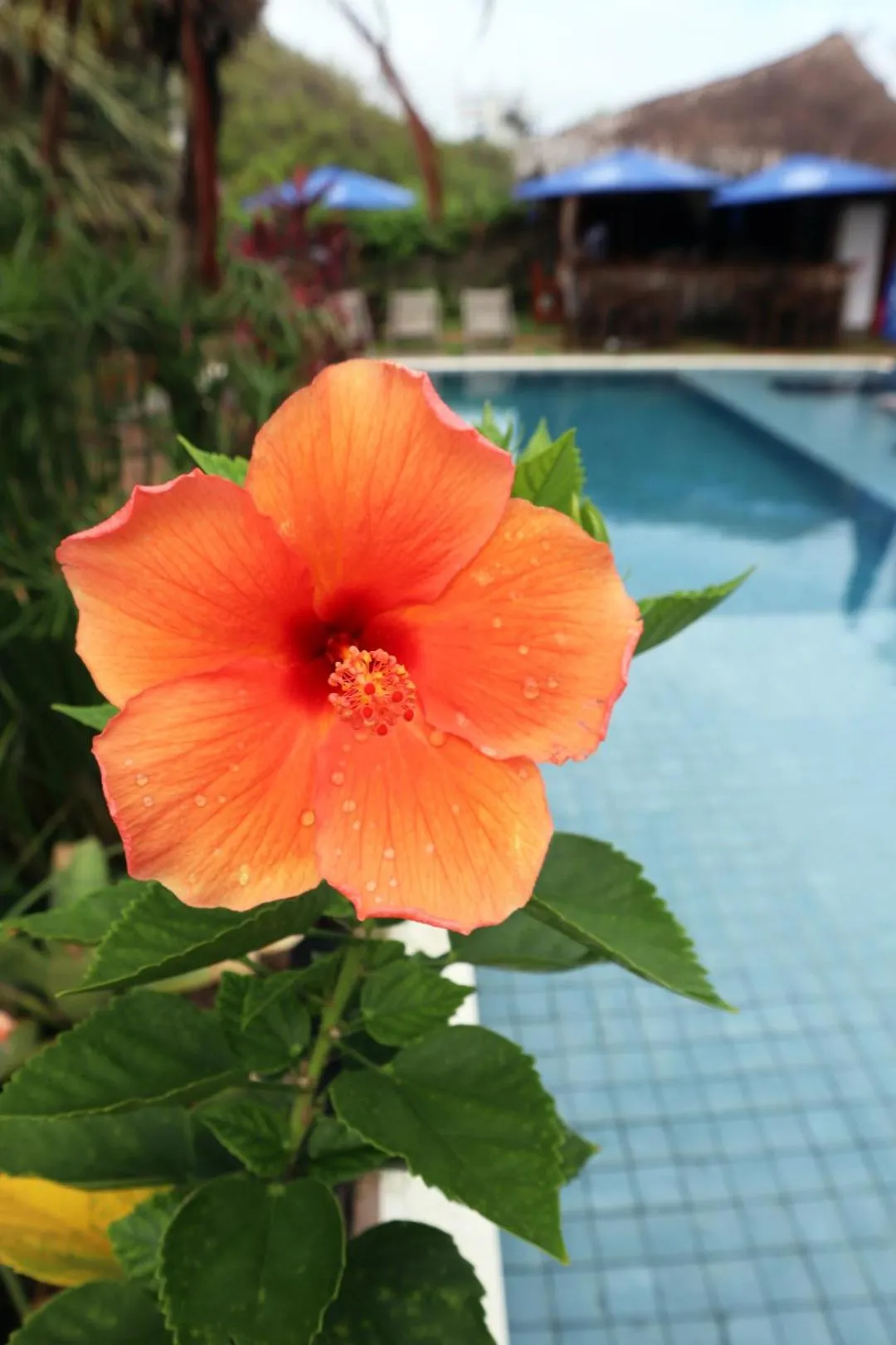 Swimming pool in Pousada Vila Camurim