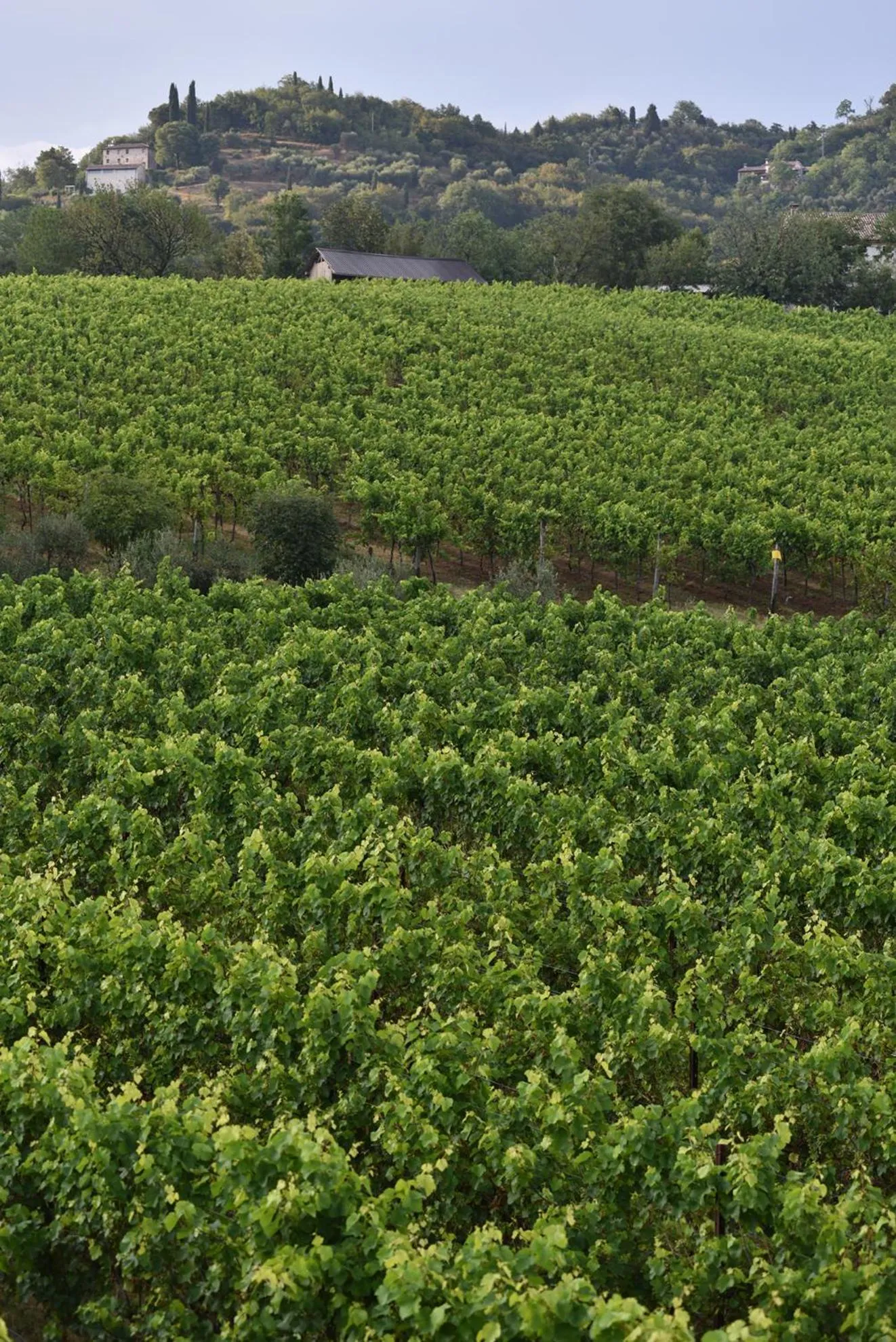 View (from property/room) in Progress Country & Wine House