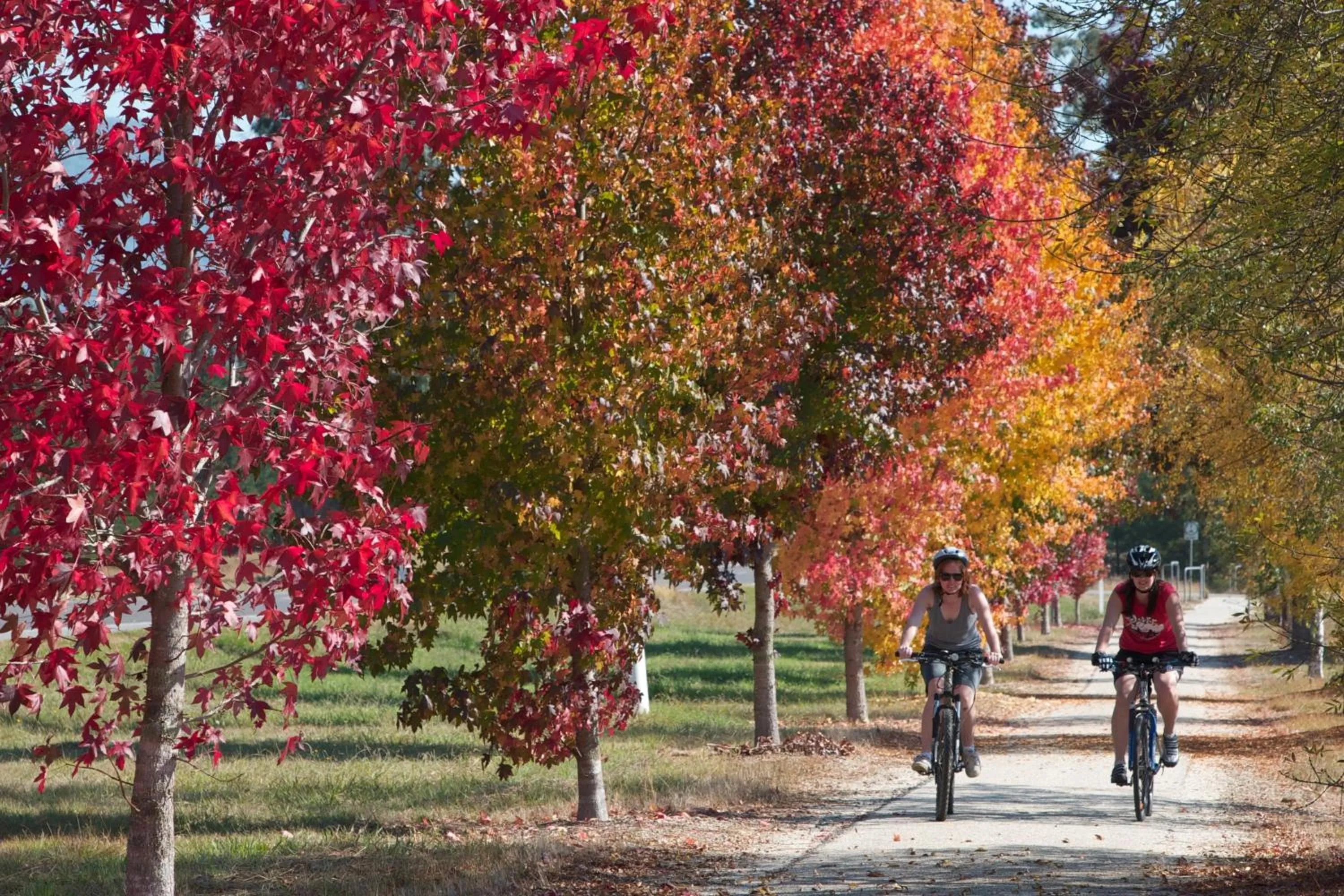 Cycling in The Harrietville Snowline Hotel