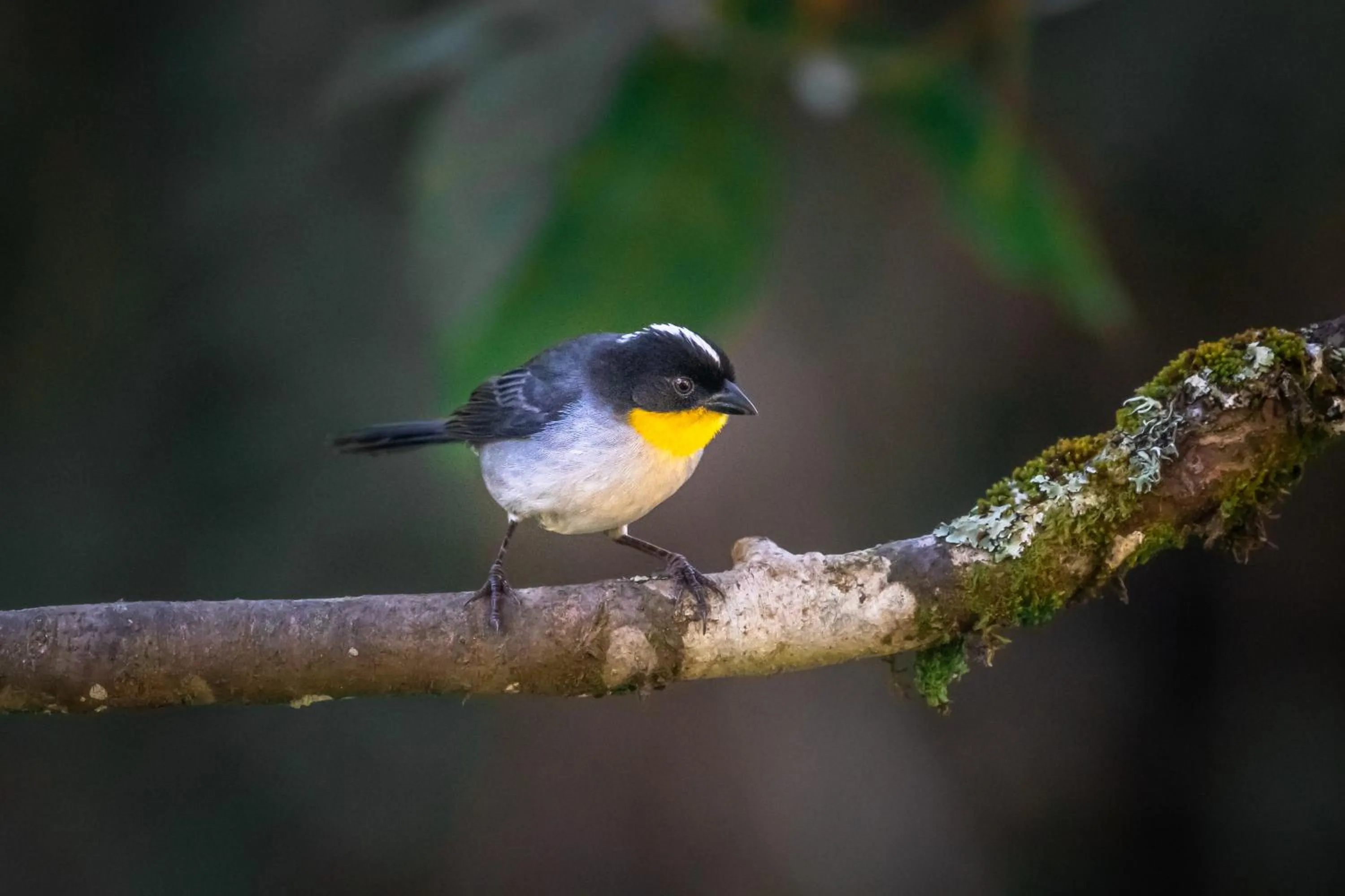 Animals in Dantica Cloud Forest Lodge