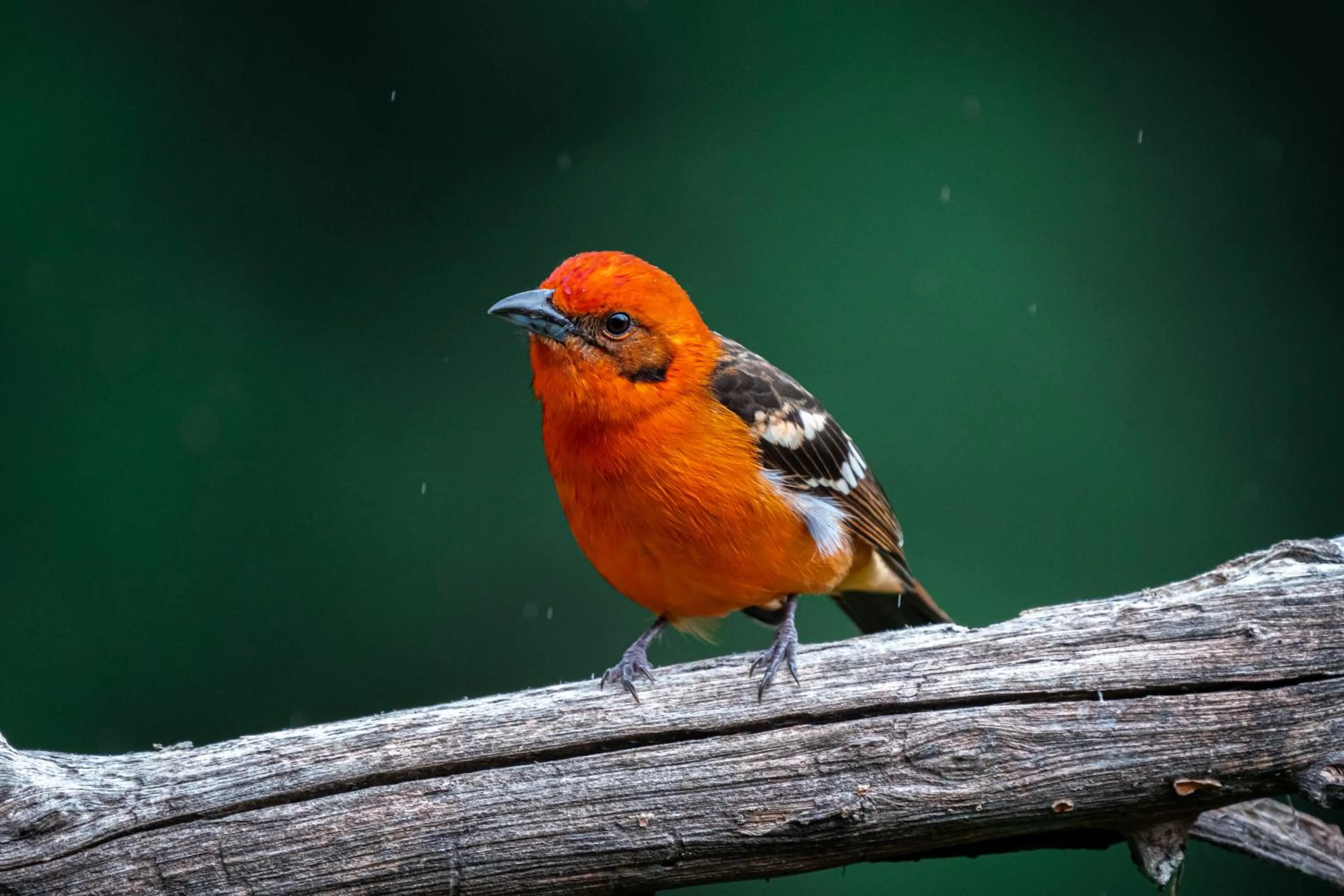 Animals in Dantica Cloud Forest Lodge