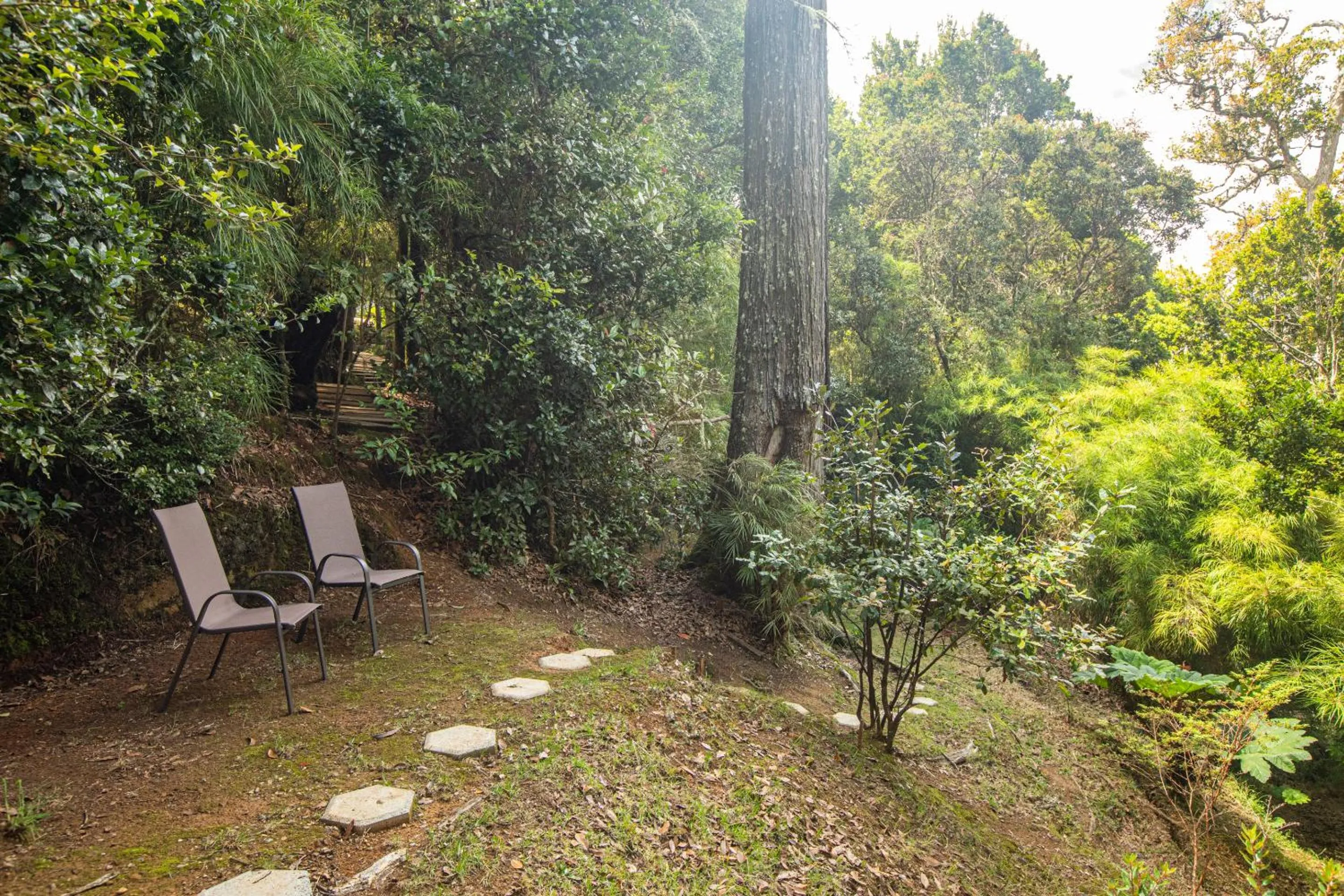 View (from property/room) in Dantica Cloud Forest Lodge