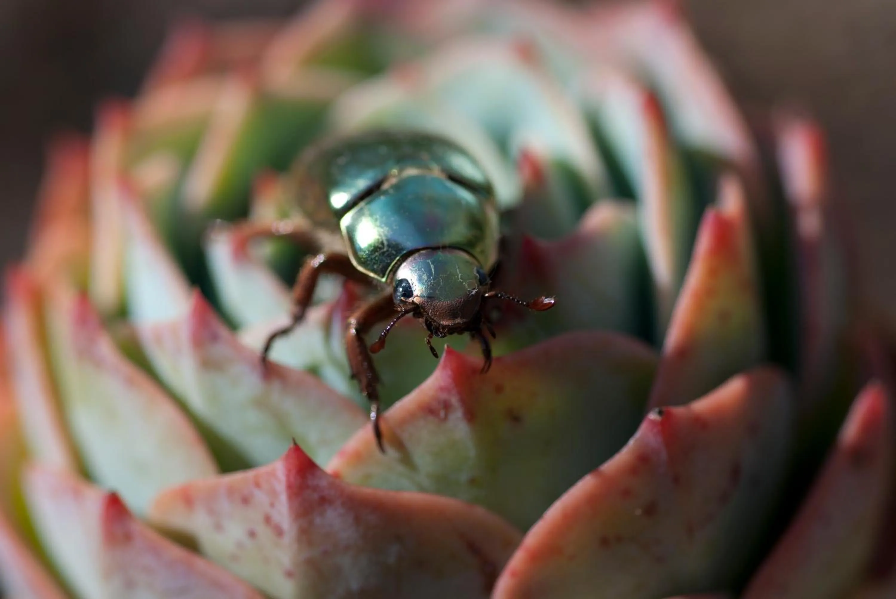Animals in Dantica Cloud Forest Lodge