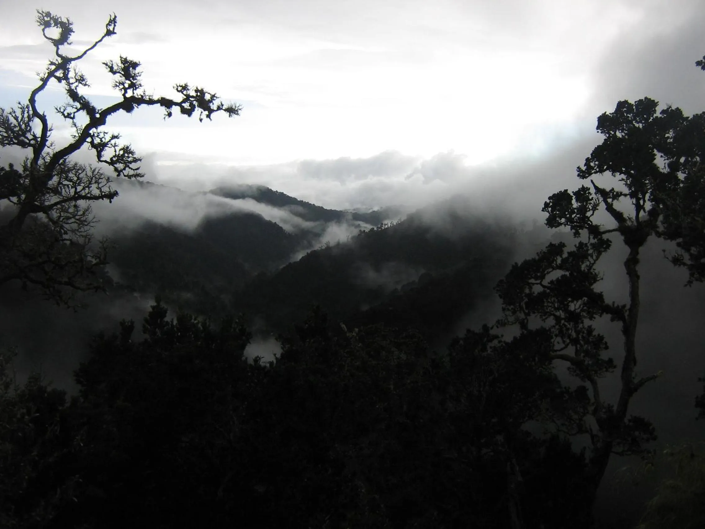 View (from property/room) in Dantica Cloud Forest Lodge