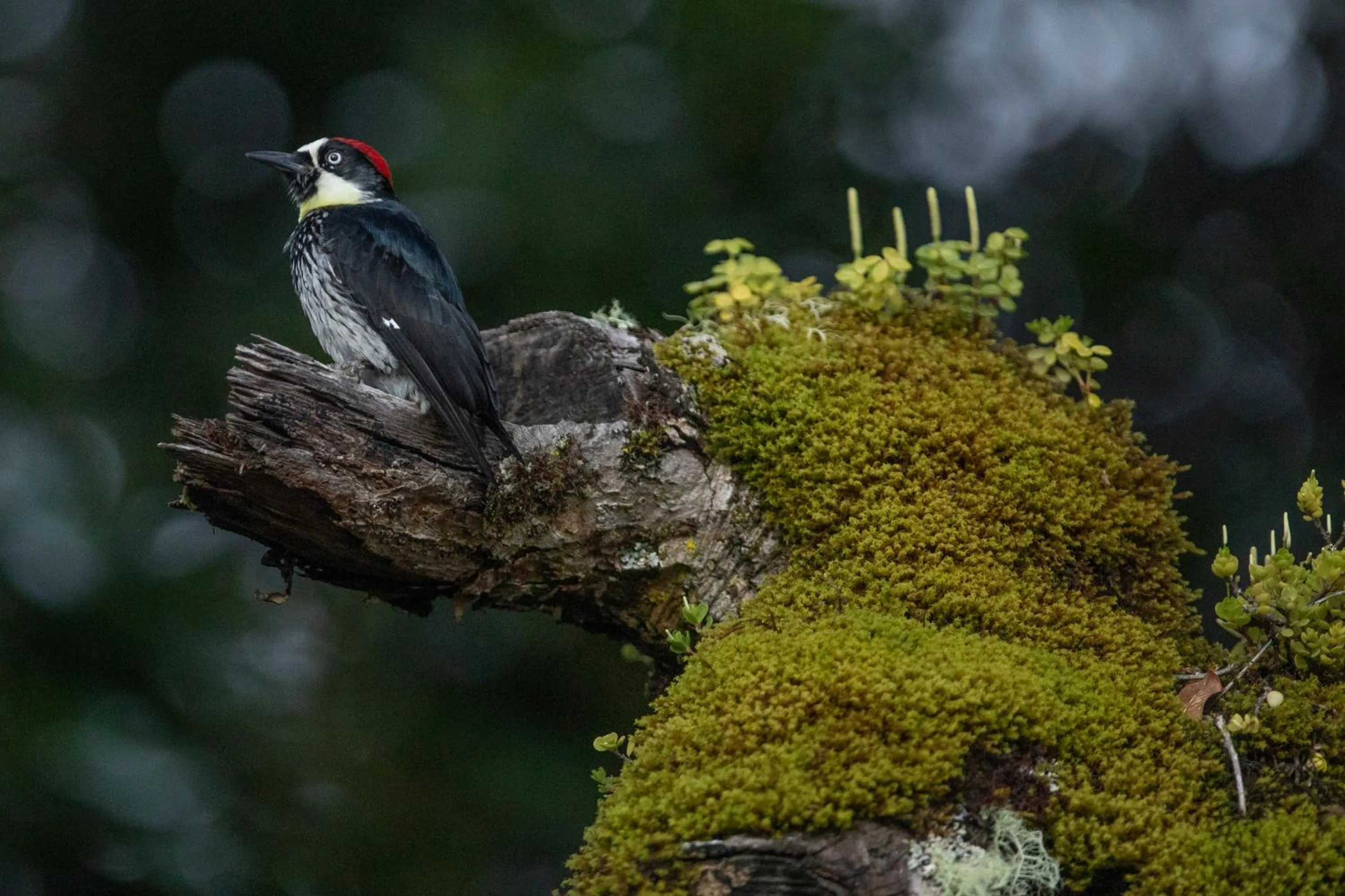 Animals in Dantica Cloud Forest Lodge