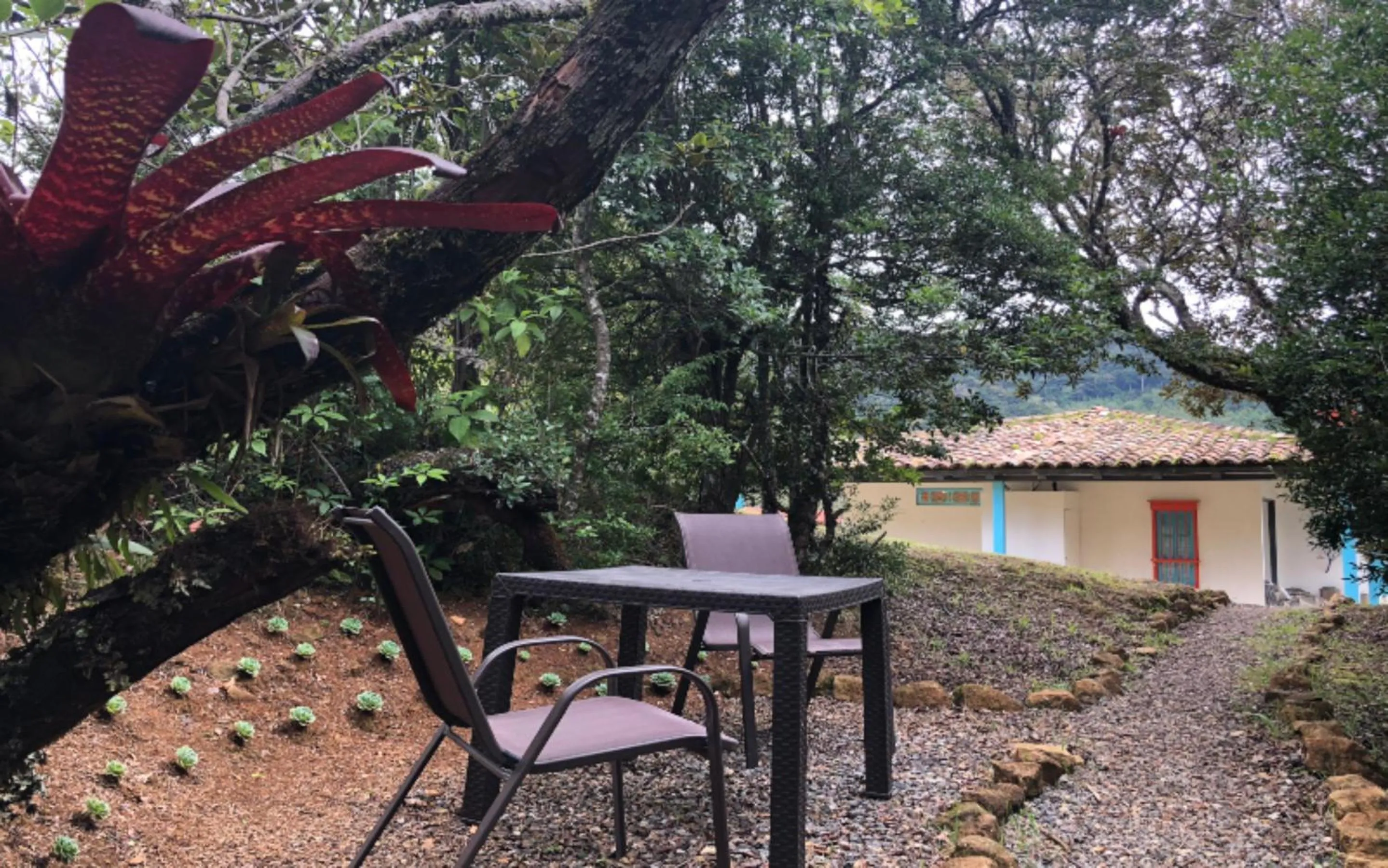 Garden in Dantica Cloud Forest Lodge