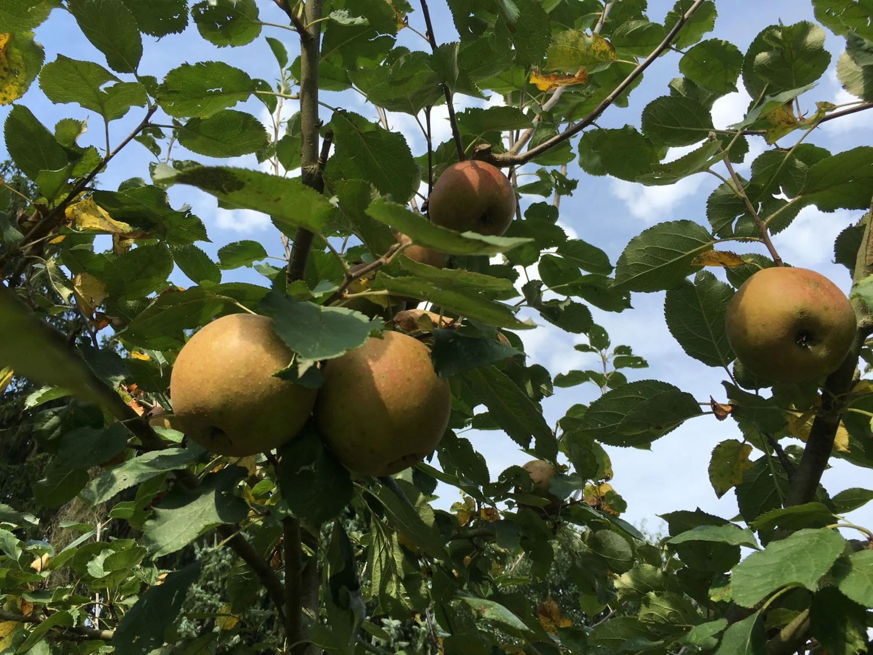 Garden in Landhaus Hotel Göke