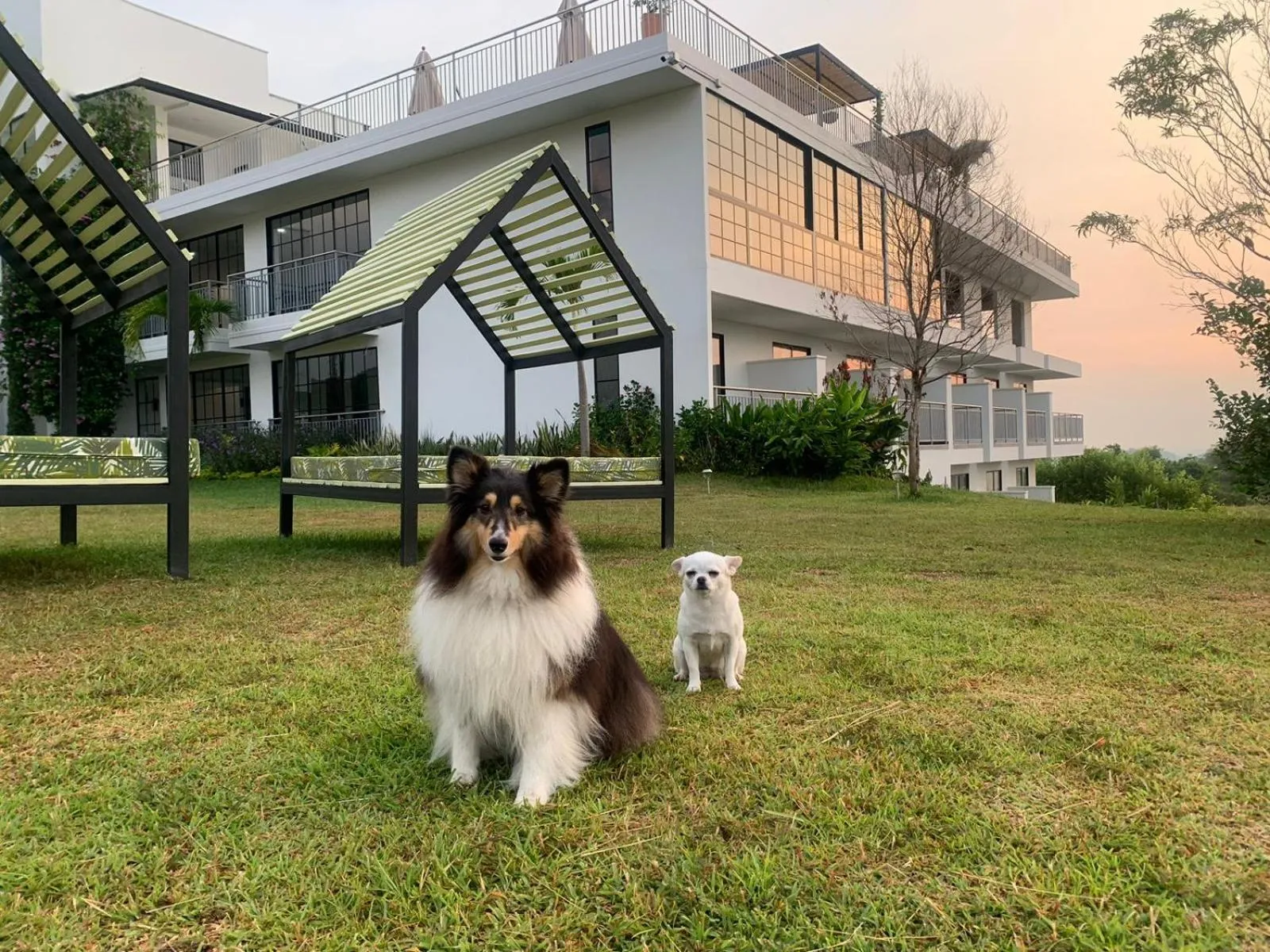 Pets in Hotel Arbóreo Doradal