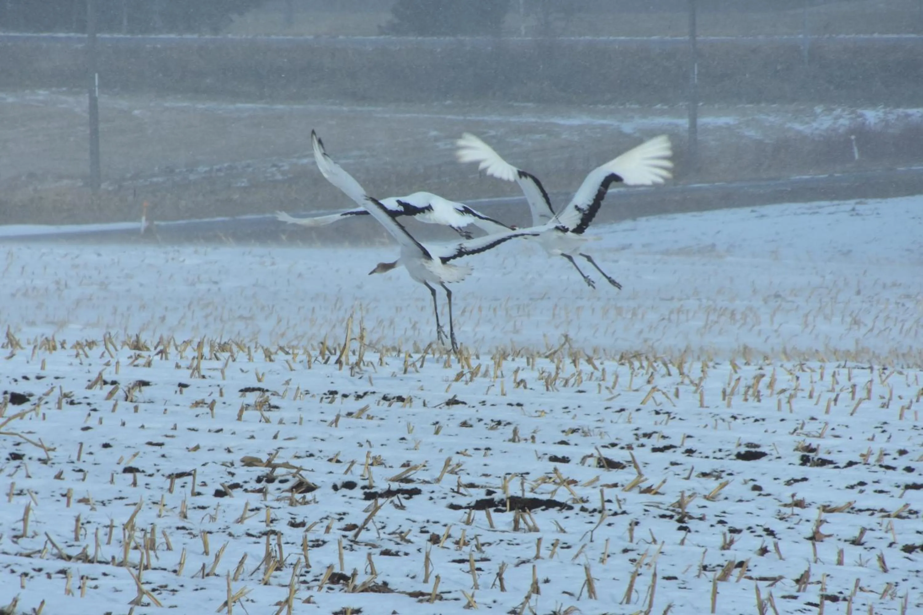 Natural landscape in Polaris