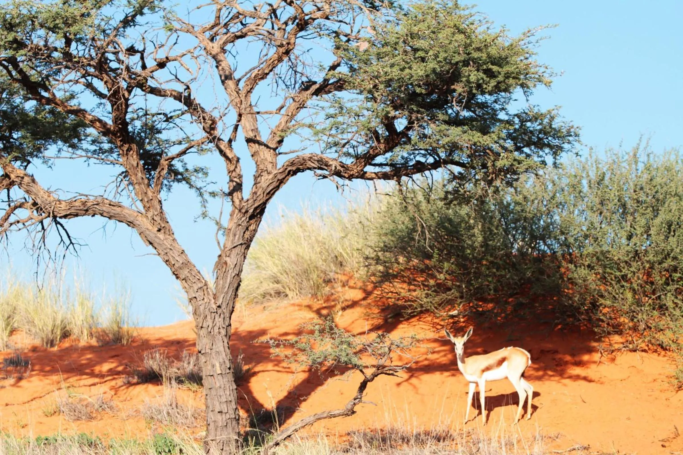 Natural landscape in Zebra Kalahari Lodge