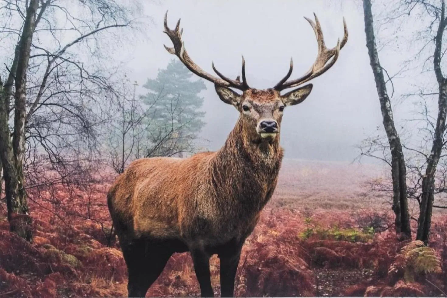Other in Biały Jeleń z basenem i jacuzzi