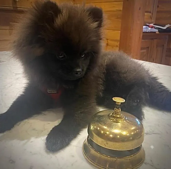 Pets in Hôtel Le Labrador 1971