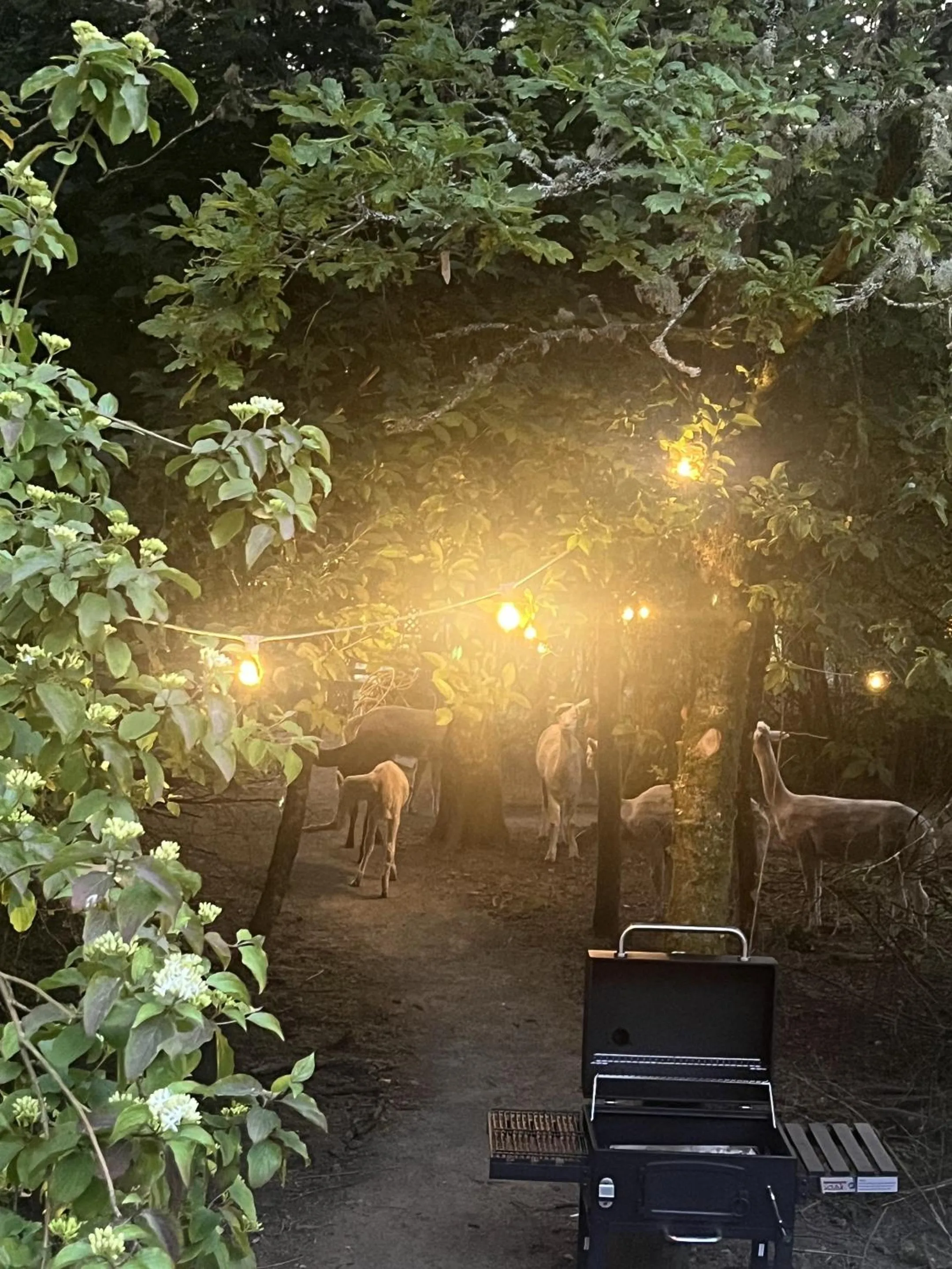 Property building in Cariad