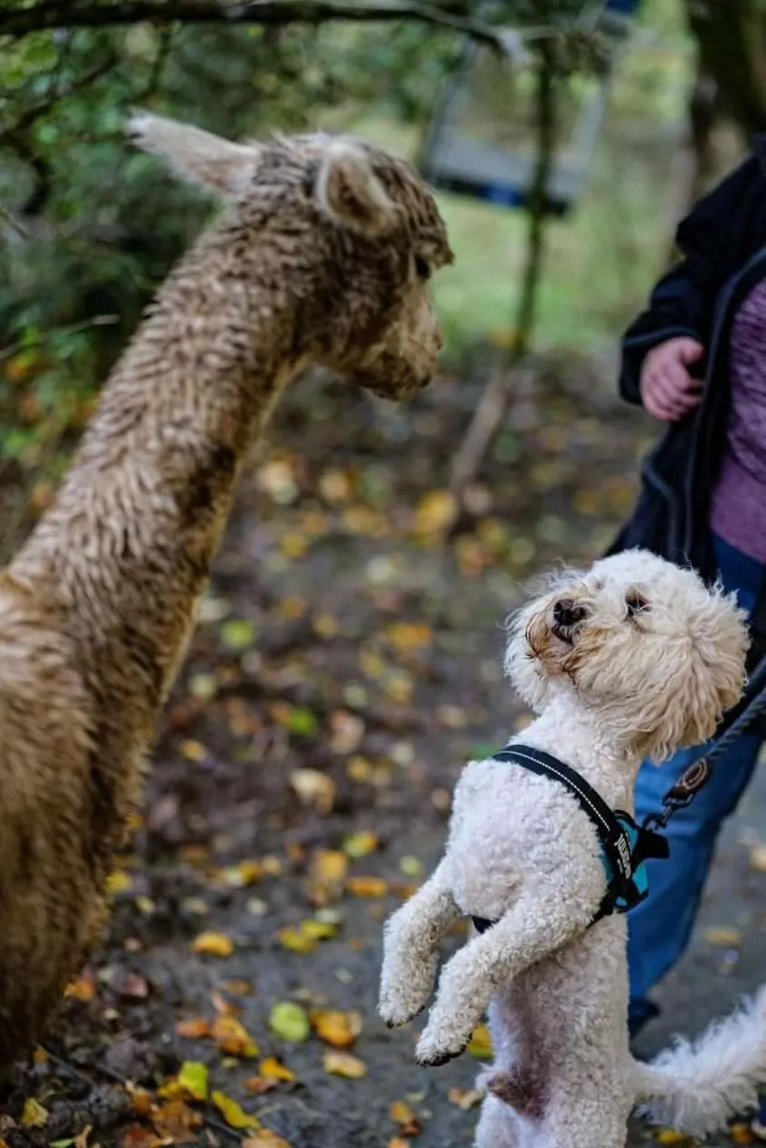 Property building in Cariad